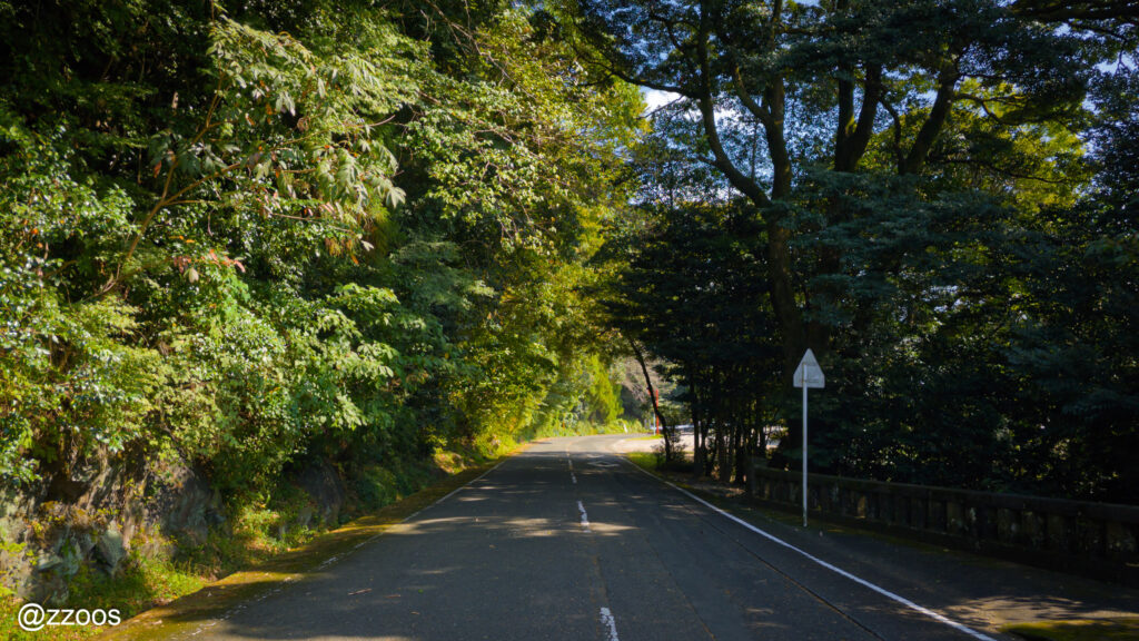 木々に囲まれた森の道