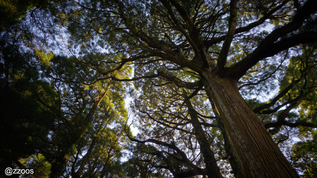 静かな神社の森