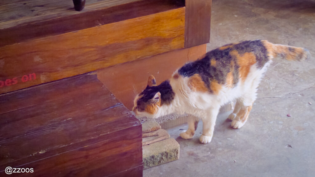 店内を自由に歩き回る猫