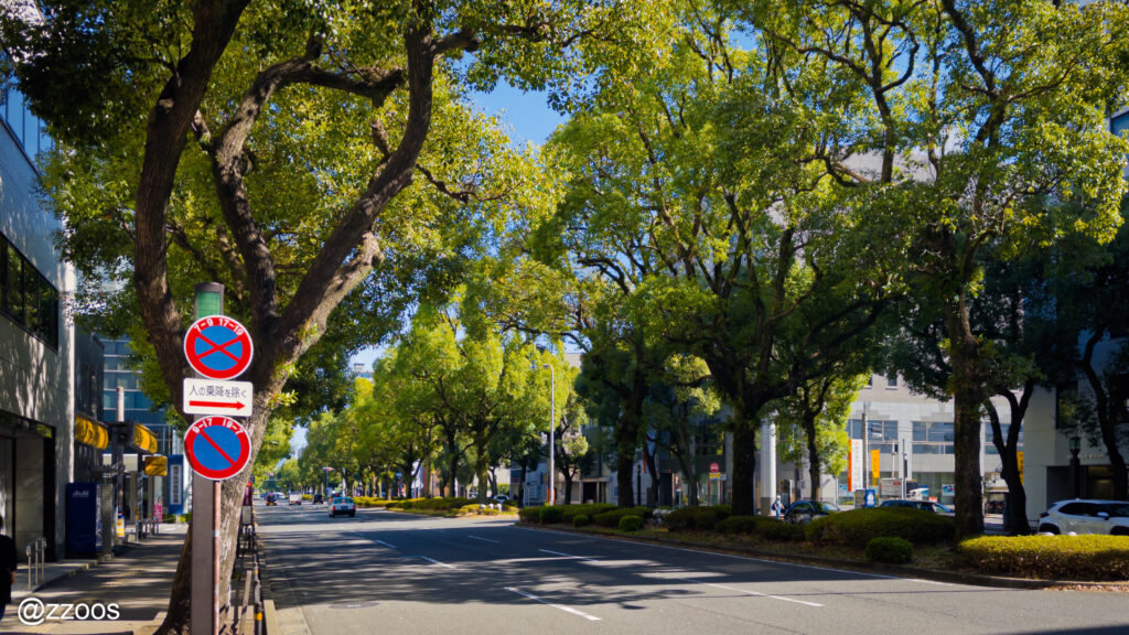  緑が生い茂る鹿児島の街路樹