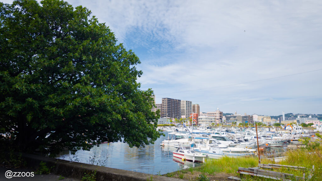港に停泊している船と大きな木。