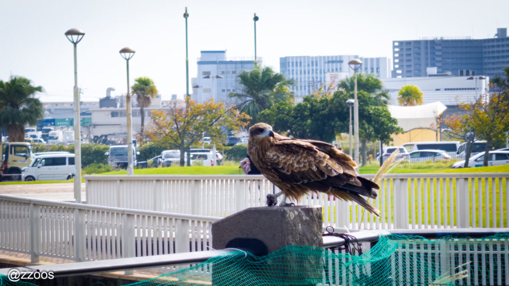 道路脇で休んでいるトビ。