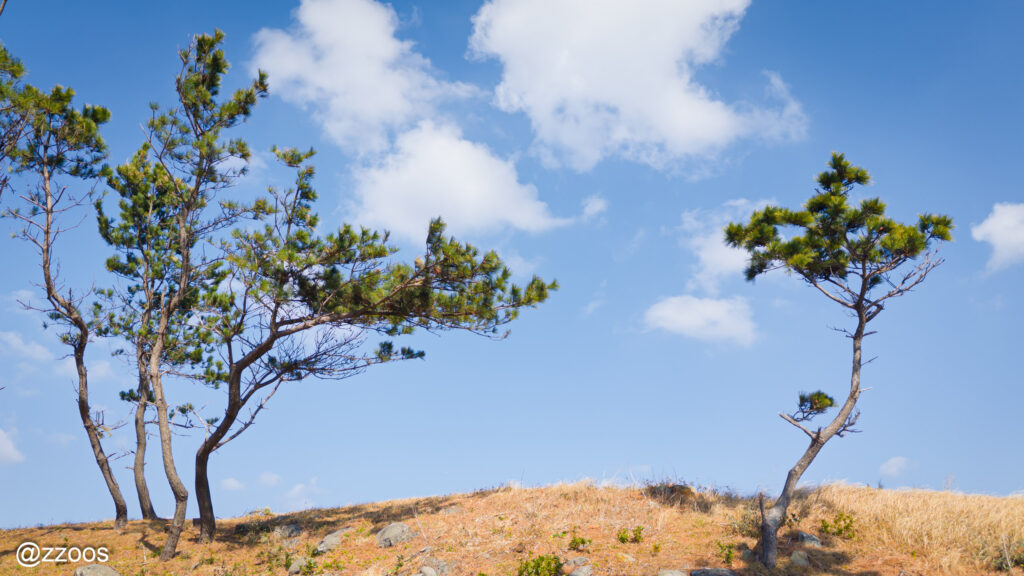 Pine trees, the sky, and clouds.