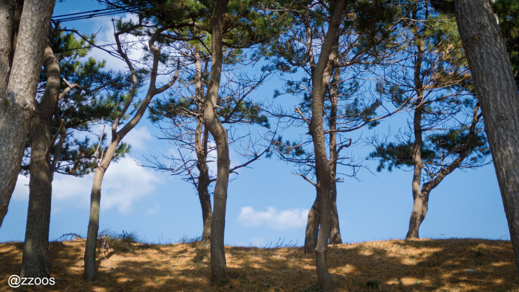 Pine trees growing beside the beach.