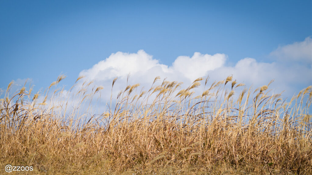 Sky, clouds, and reeds.