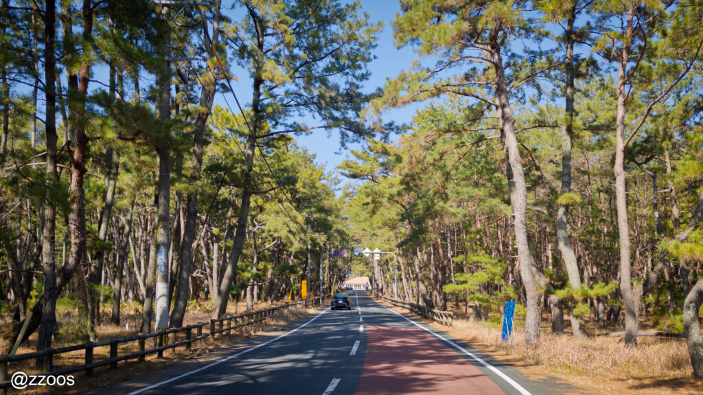 A two-lane road running through Nijinomatsubara.