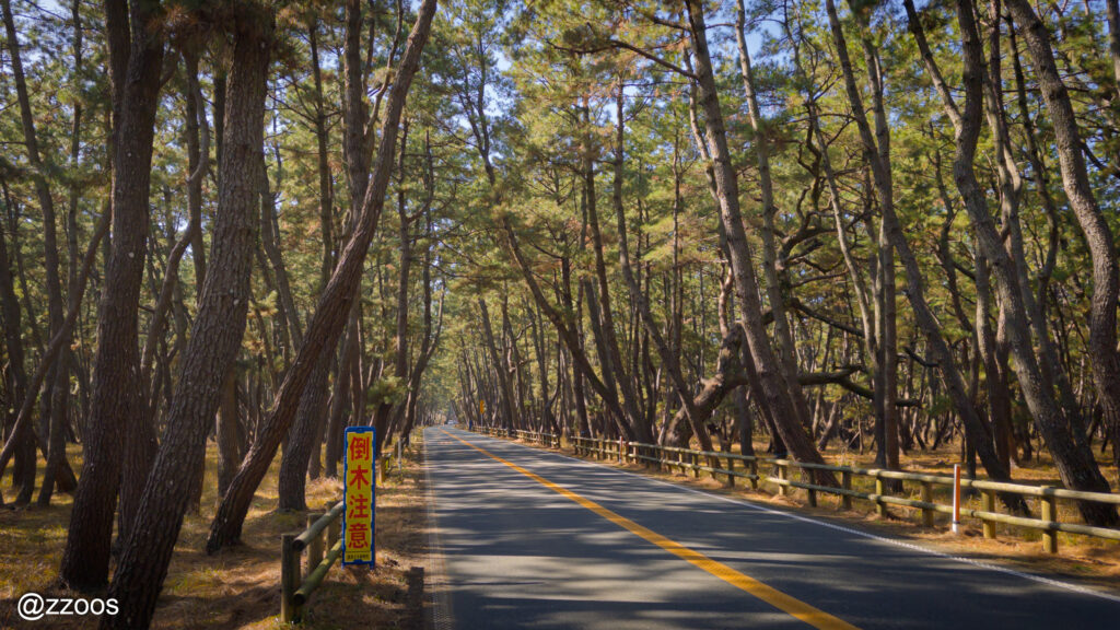 A two-lane road running through Nijinomatsubara.