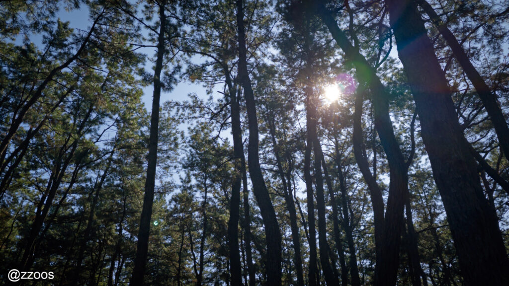 The pine forest of Nijinomatsubara.