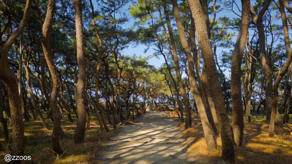 A path leading to the sea from inside the pine forest.