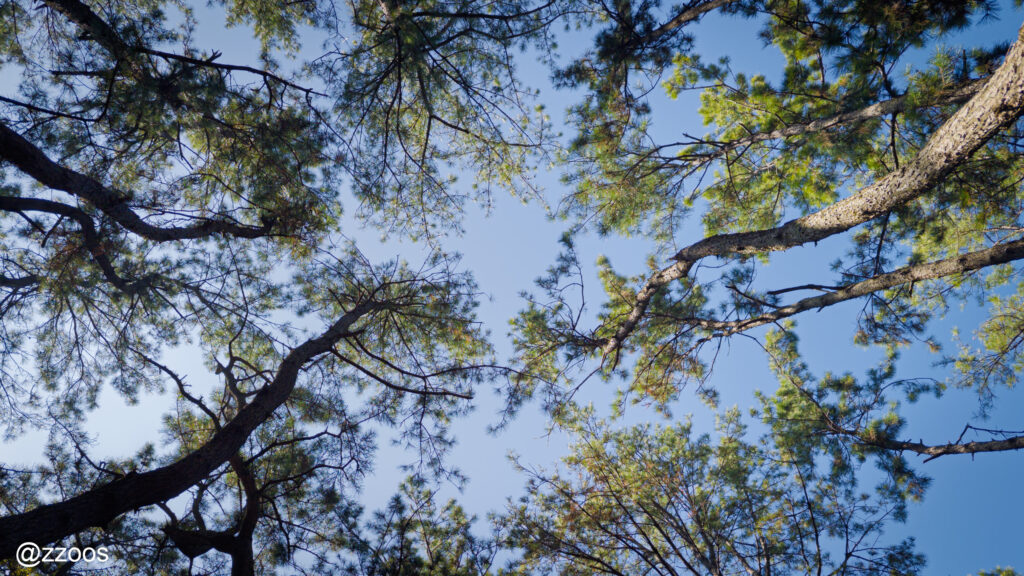 The sky seen from the pine forest.