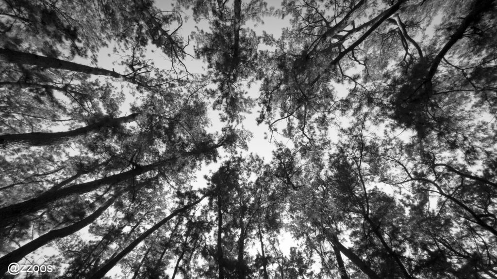 The sky seen from the pine forest.