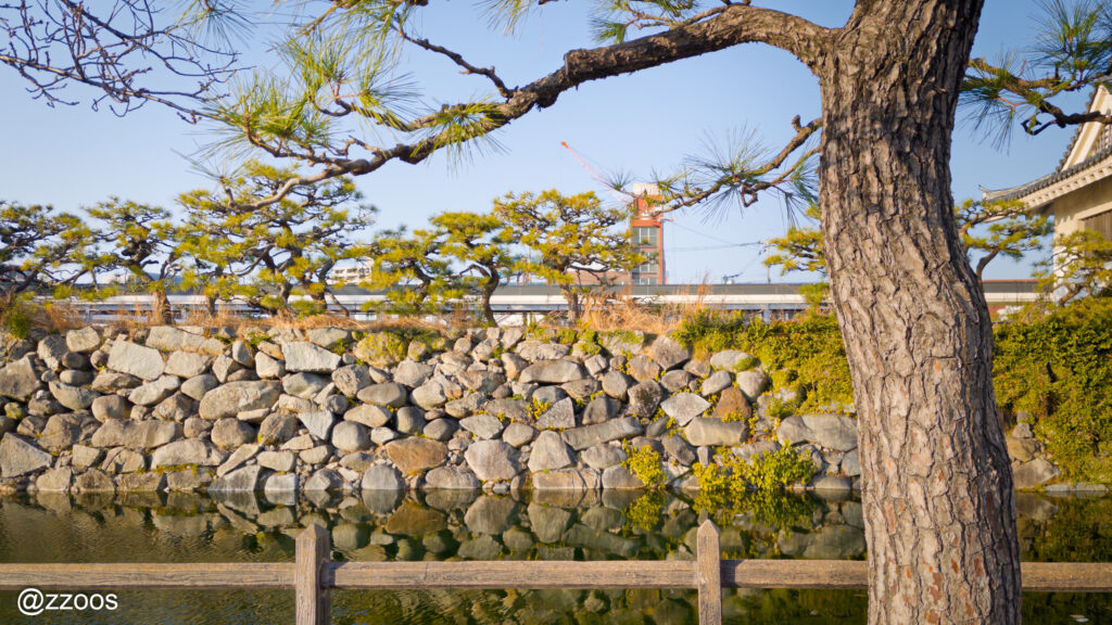 Moat, stone wall, and pine trees in front of Karatsu City Hall.