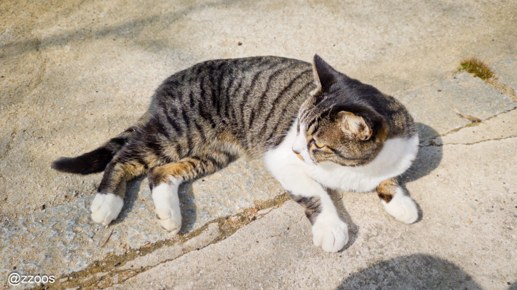 A cat lying down