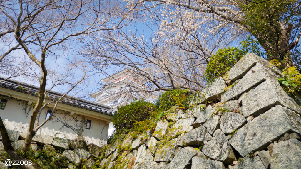 Plum blossoms in Maizuru Park