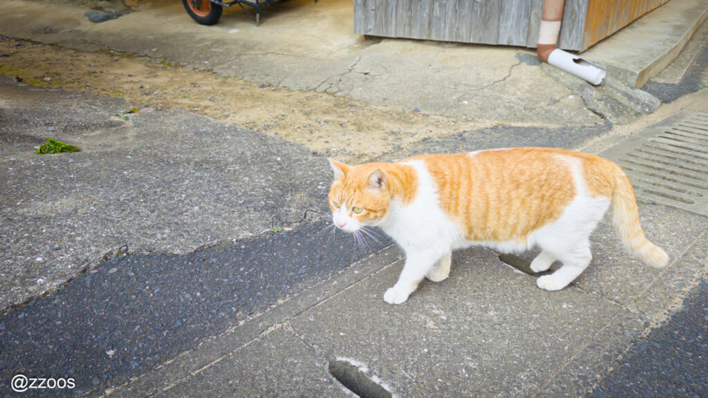 Cats in the alley