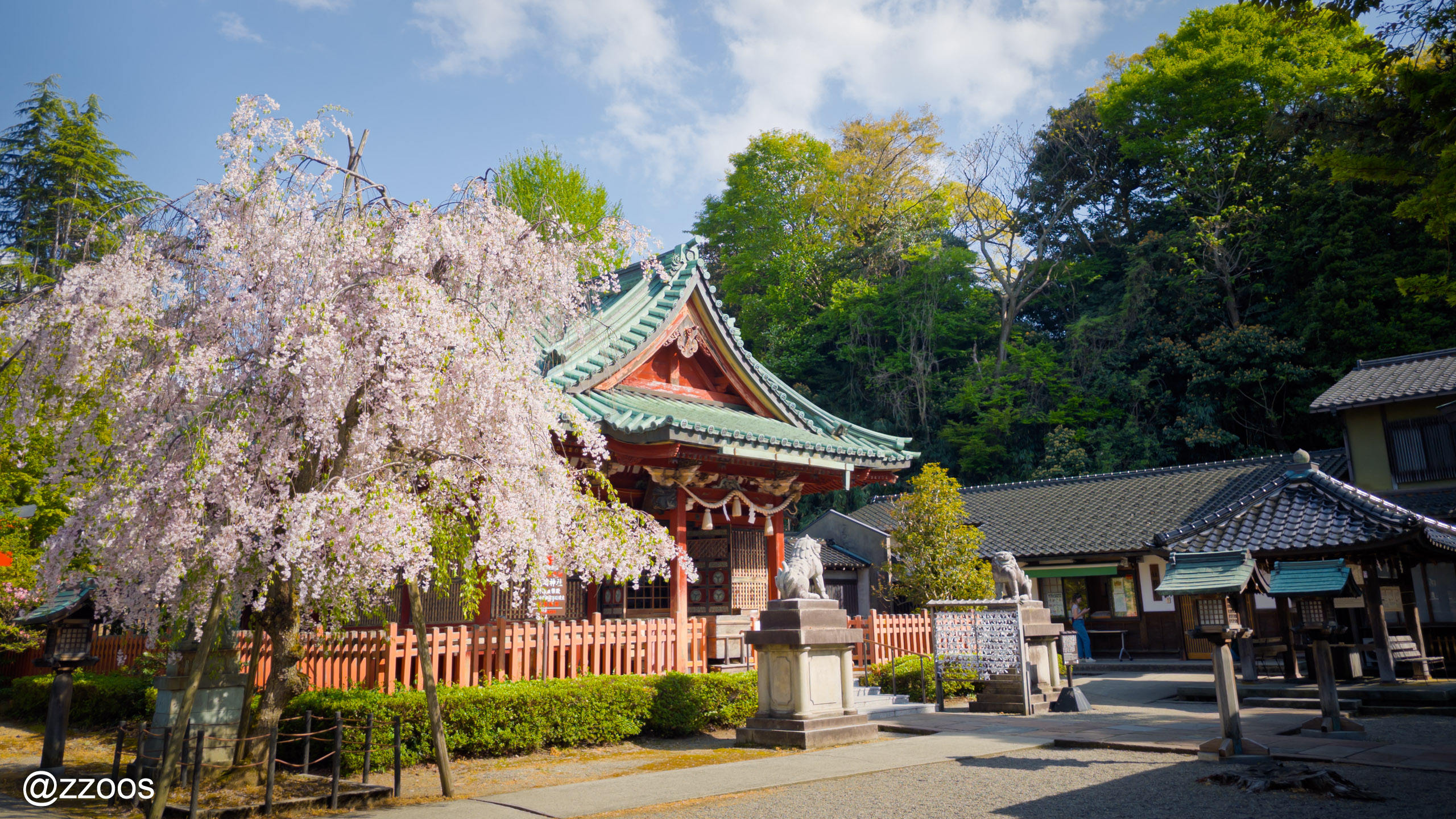 尾﨑神社の本殿前の桜と新緑