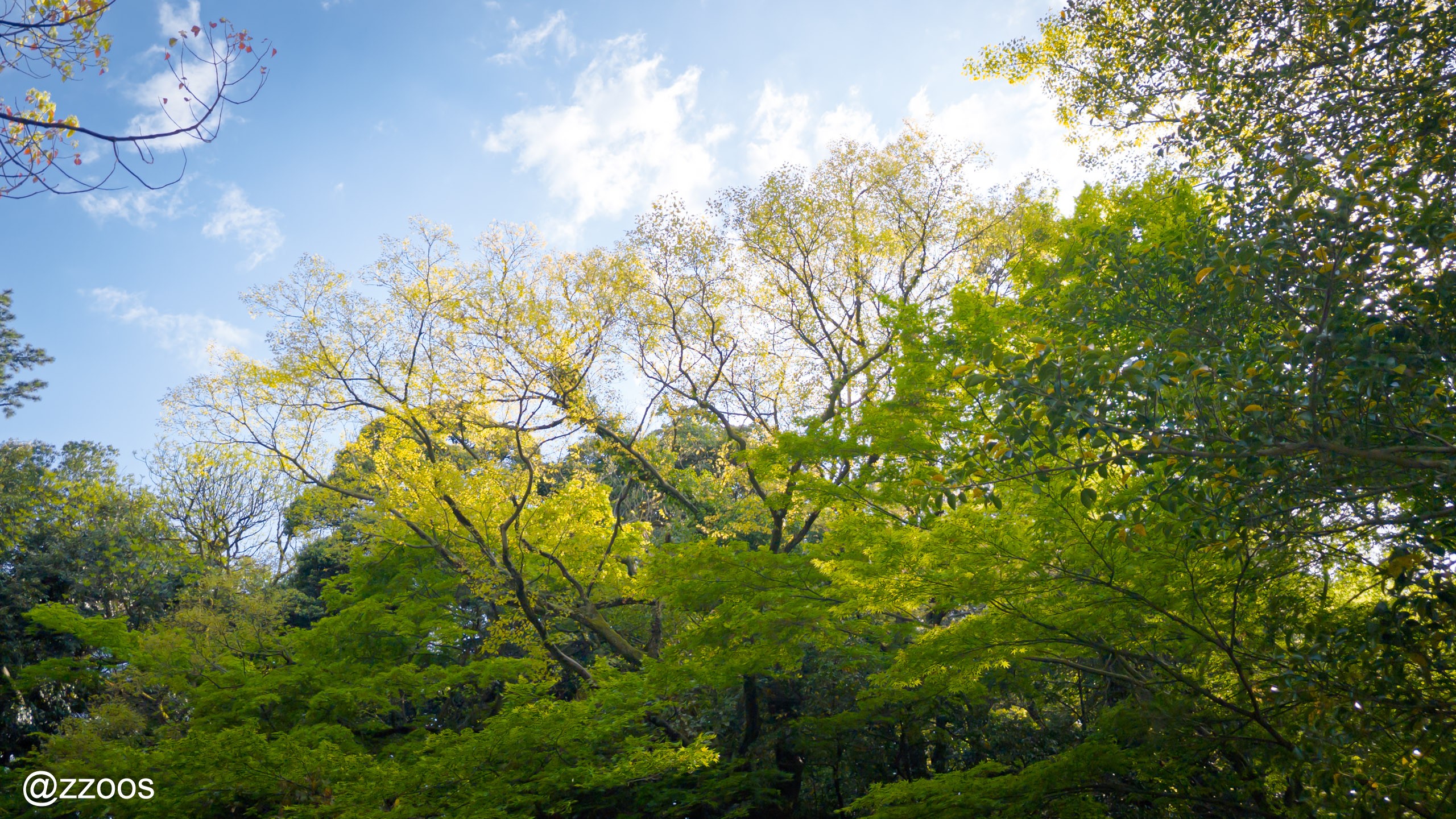 尾山神社の庭園の新緑と青空
