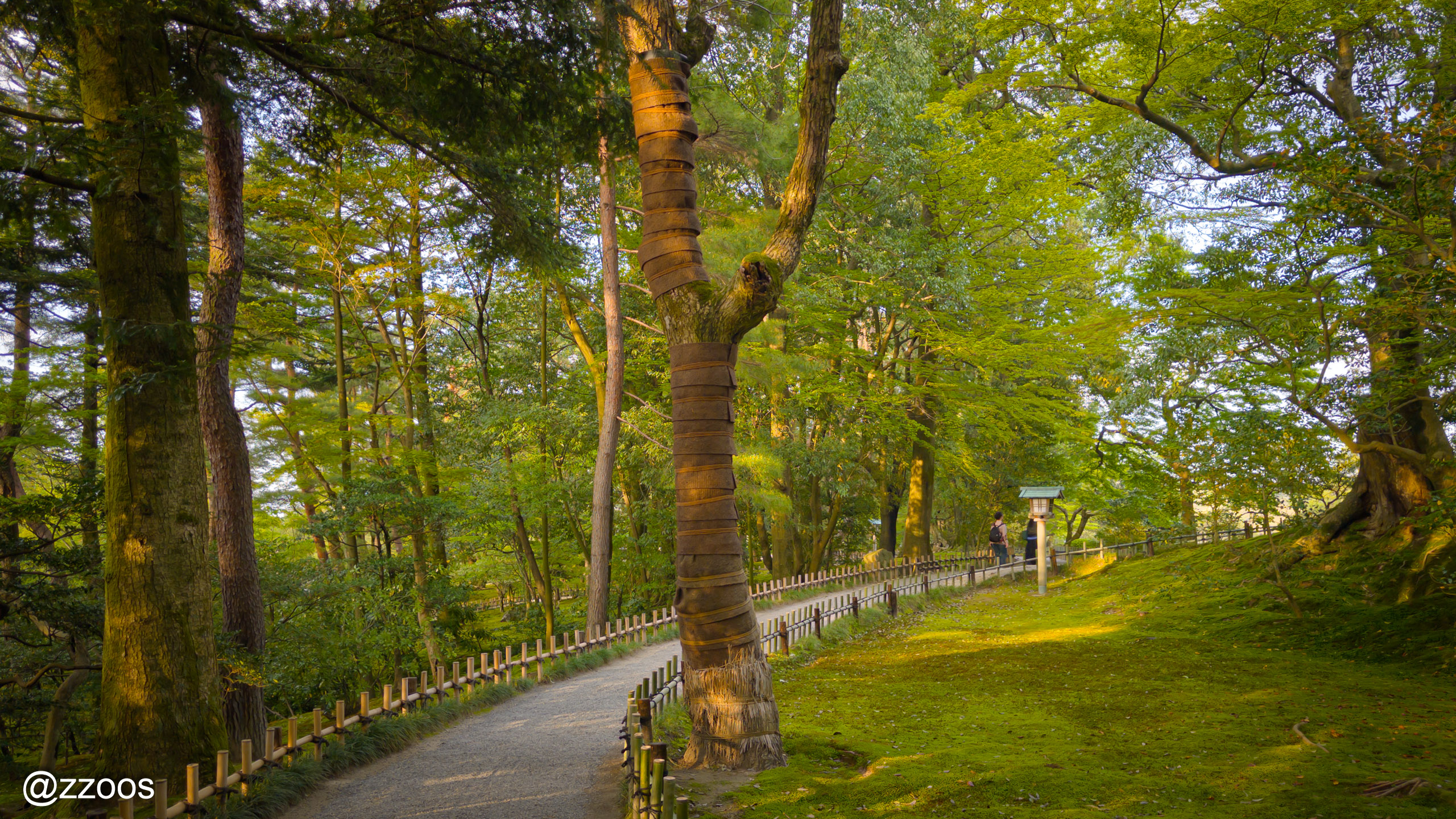 Tree-lined path at Kenrokuen Garden
