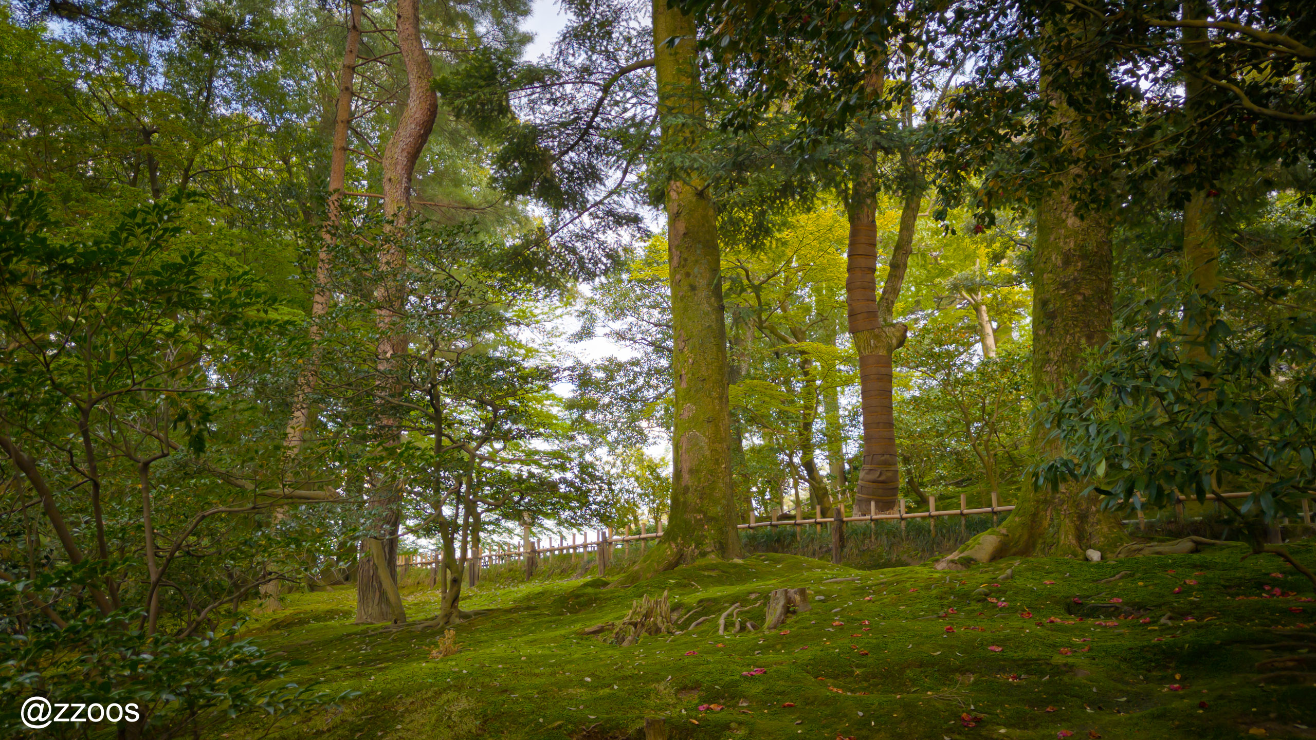 Moss-covered path at Kenrokuen Garden