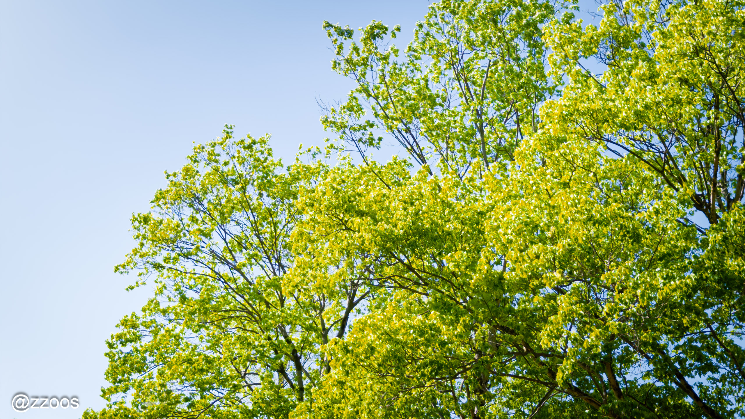 Blue sky and fresh spring greenery at Ishikawa Shiko Memorial Park