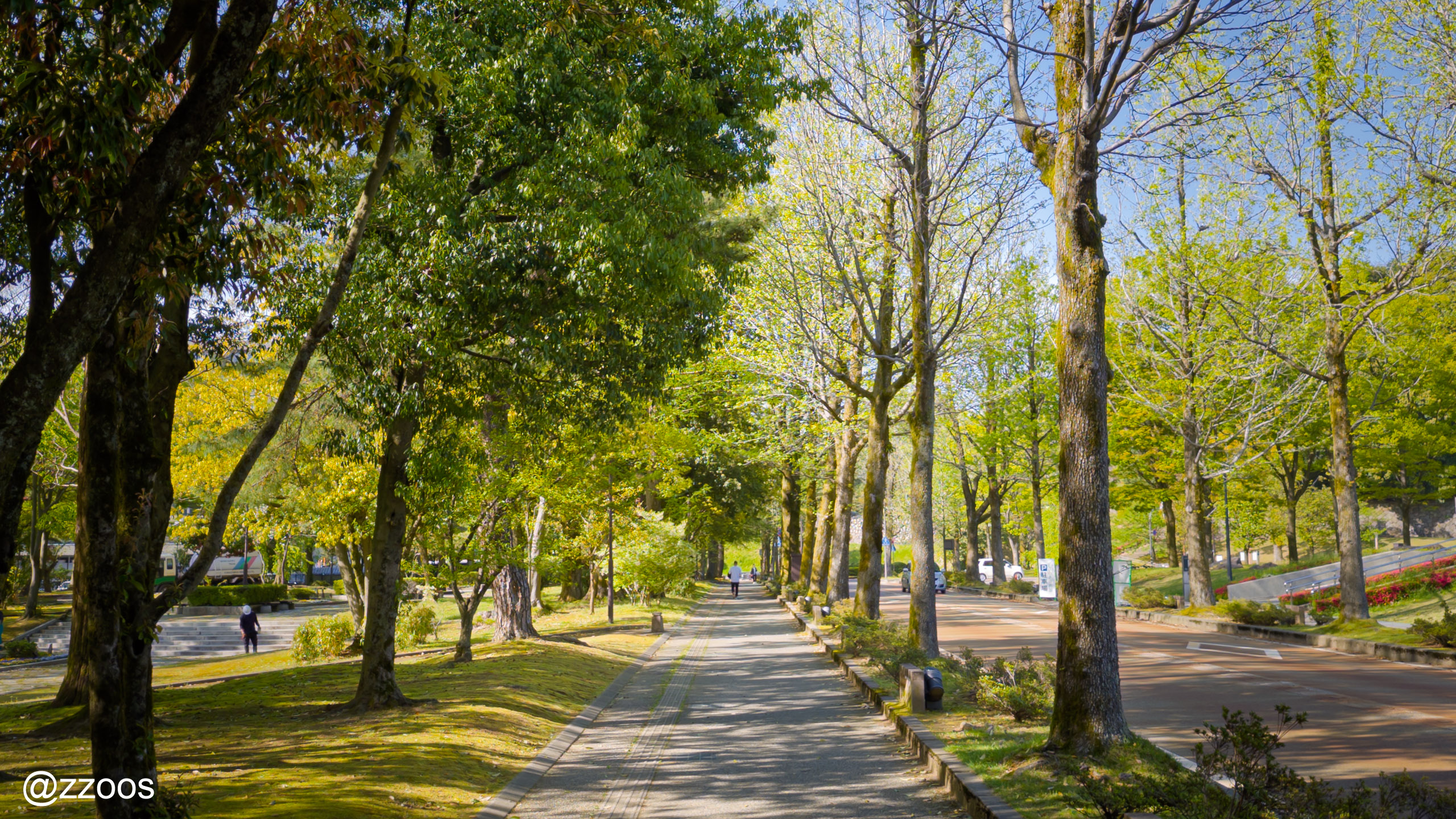 Tree-lined street of Amerika-fu-dori in Kanazawa