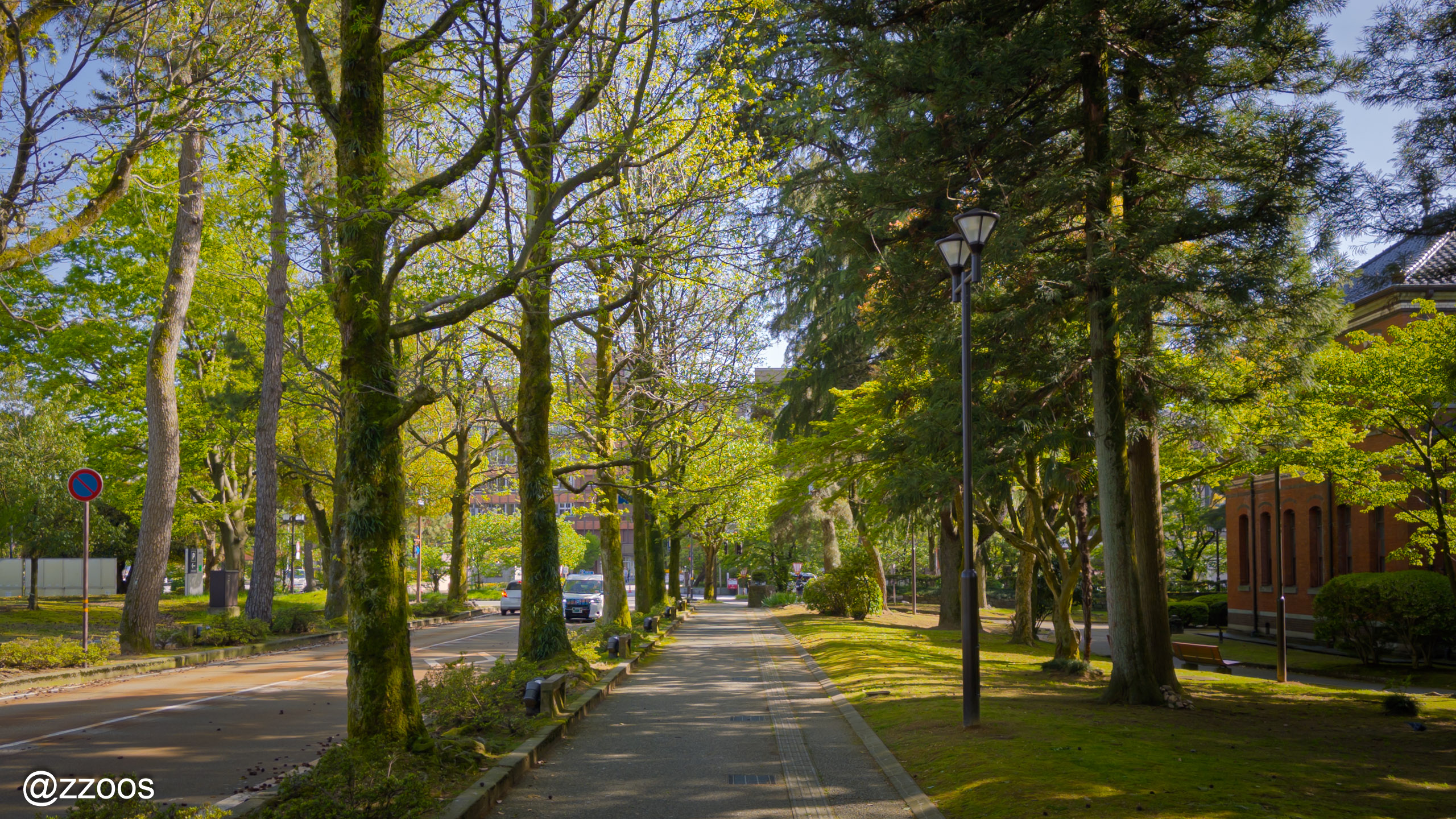 Amerika-fu-dori tree-lined street in summer, Kanazawa