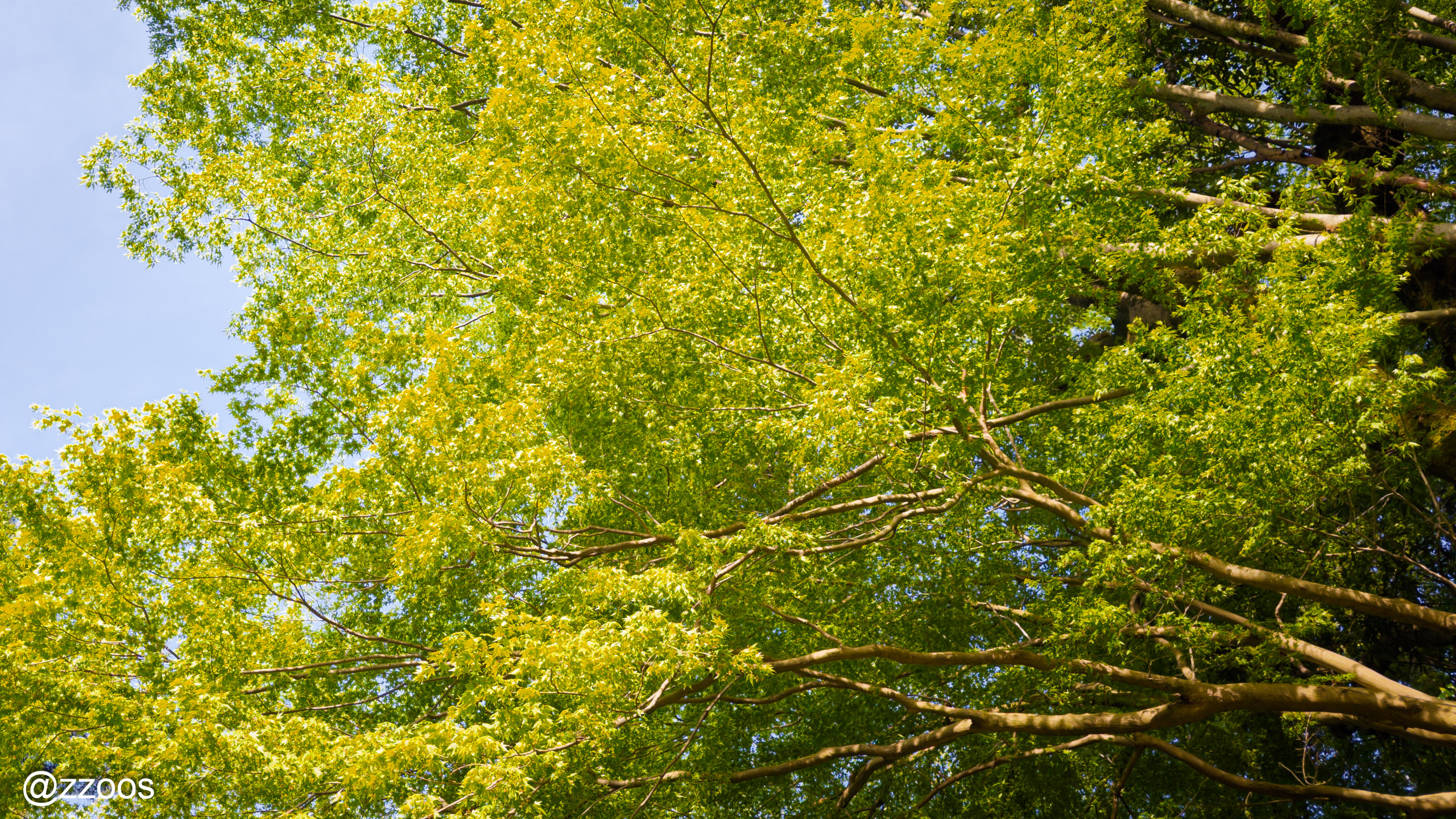 April greenery along Hyakumangoku-dori in the late afternoon sun