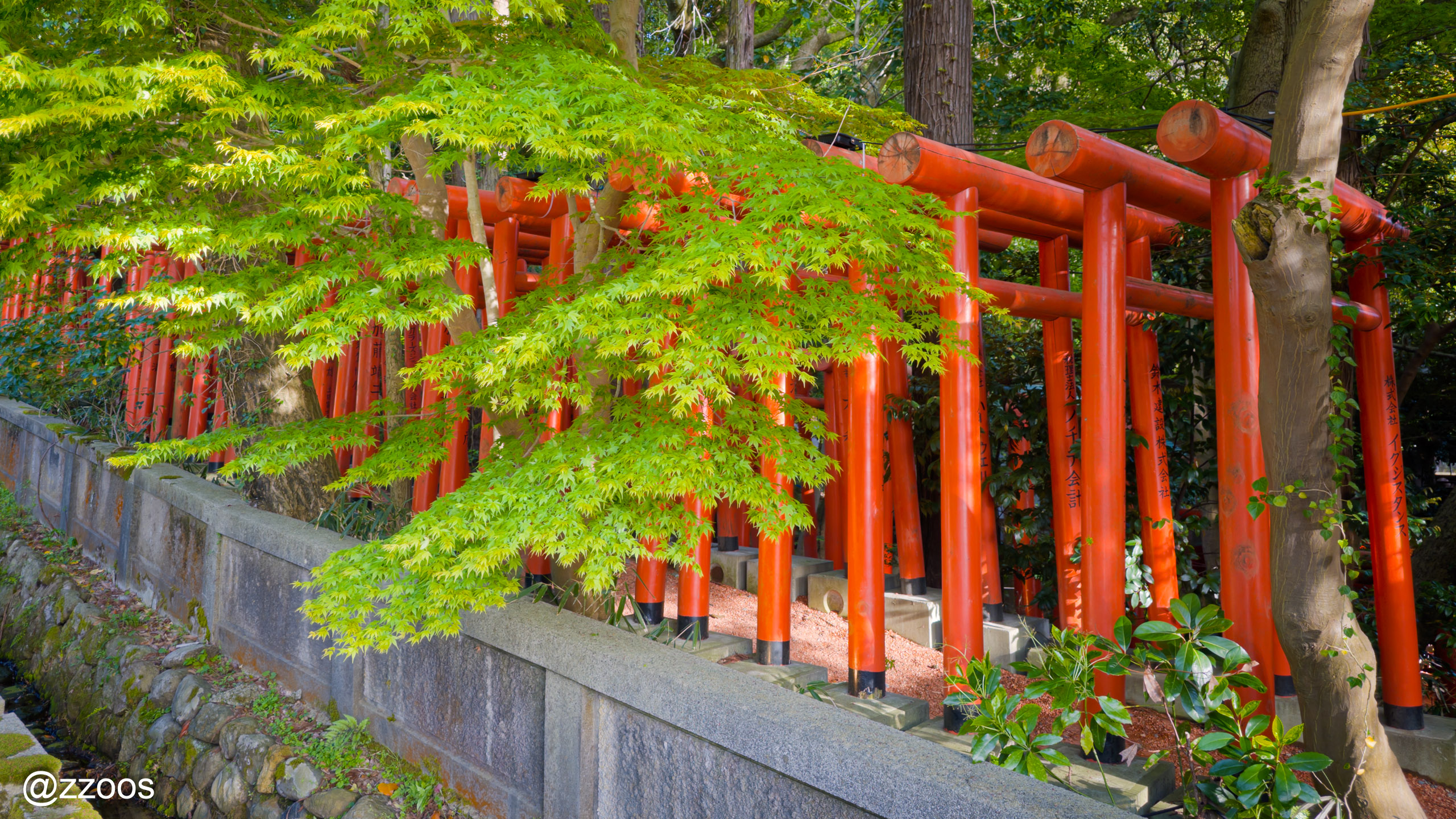 The vermilion torii tunnel at Ishiura Shrine