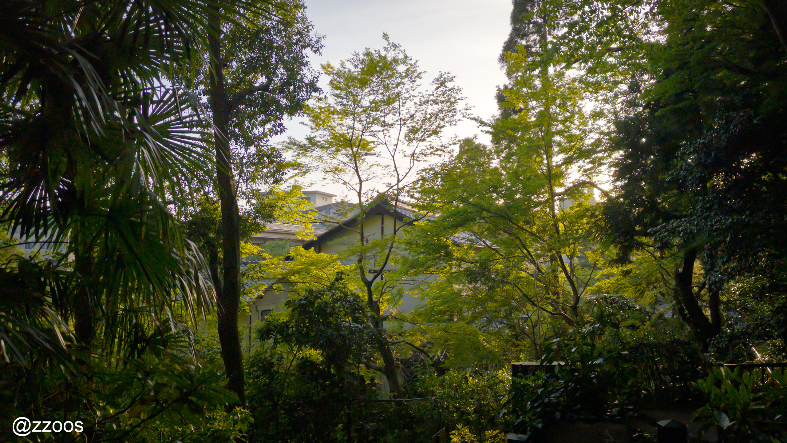 Forest scenery along Bijutsu no Komichi