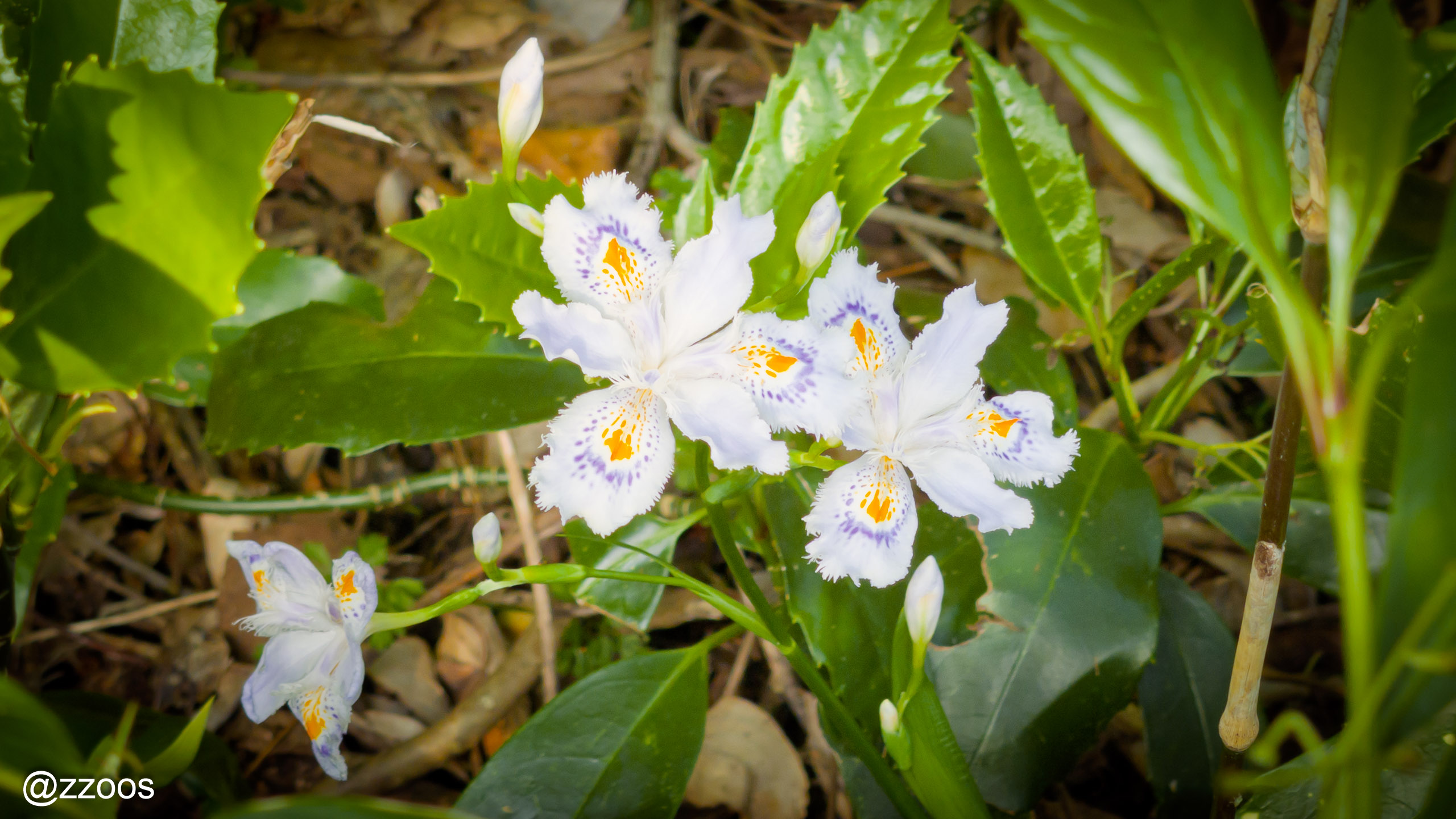 Fringed iris wildflower along Bijutsu no Komichi