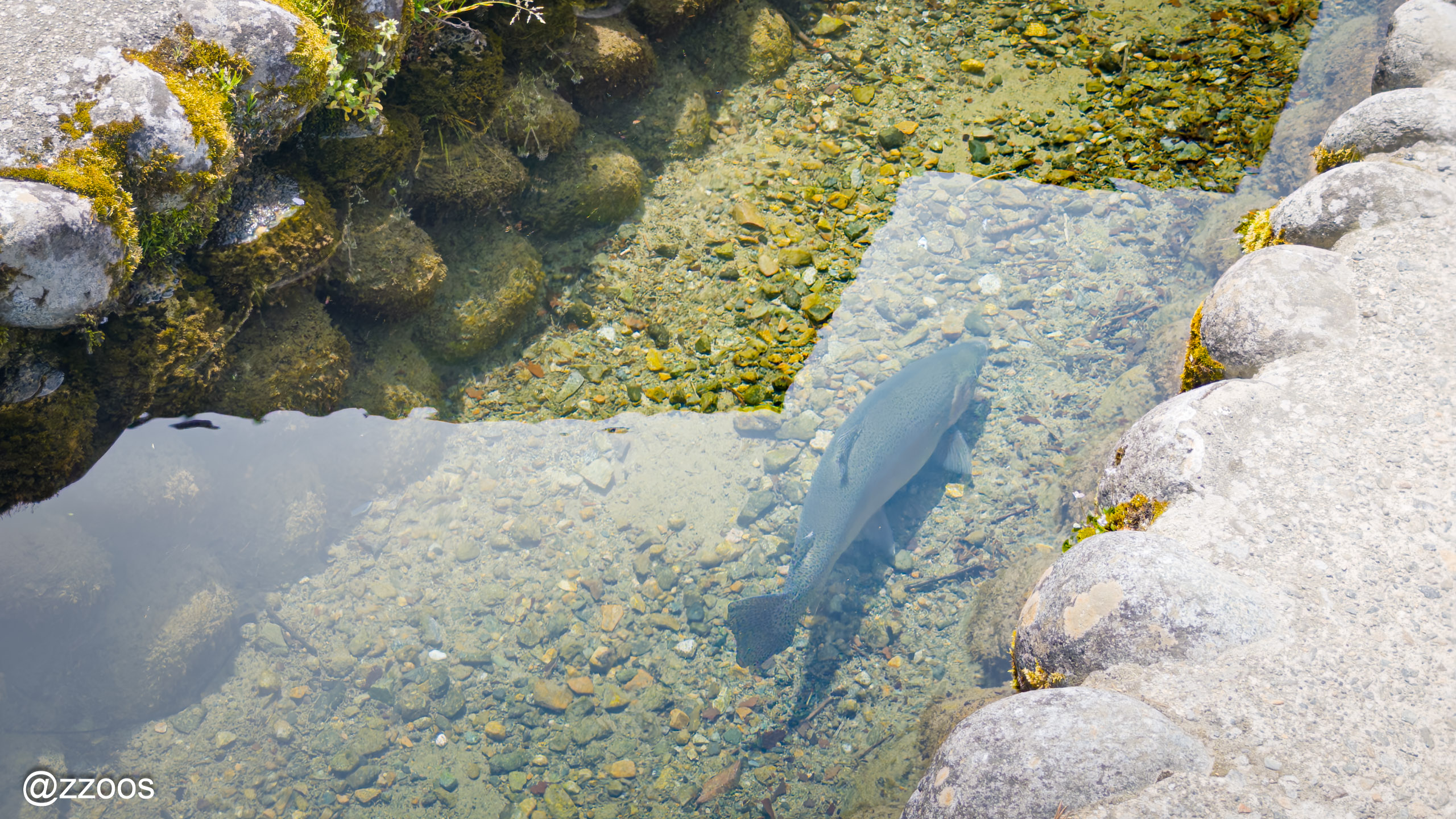 A rainbow trout in a Shirakawa-go village irrigation channel