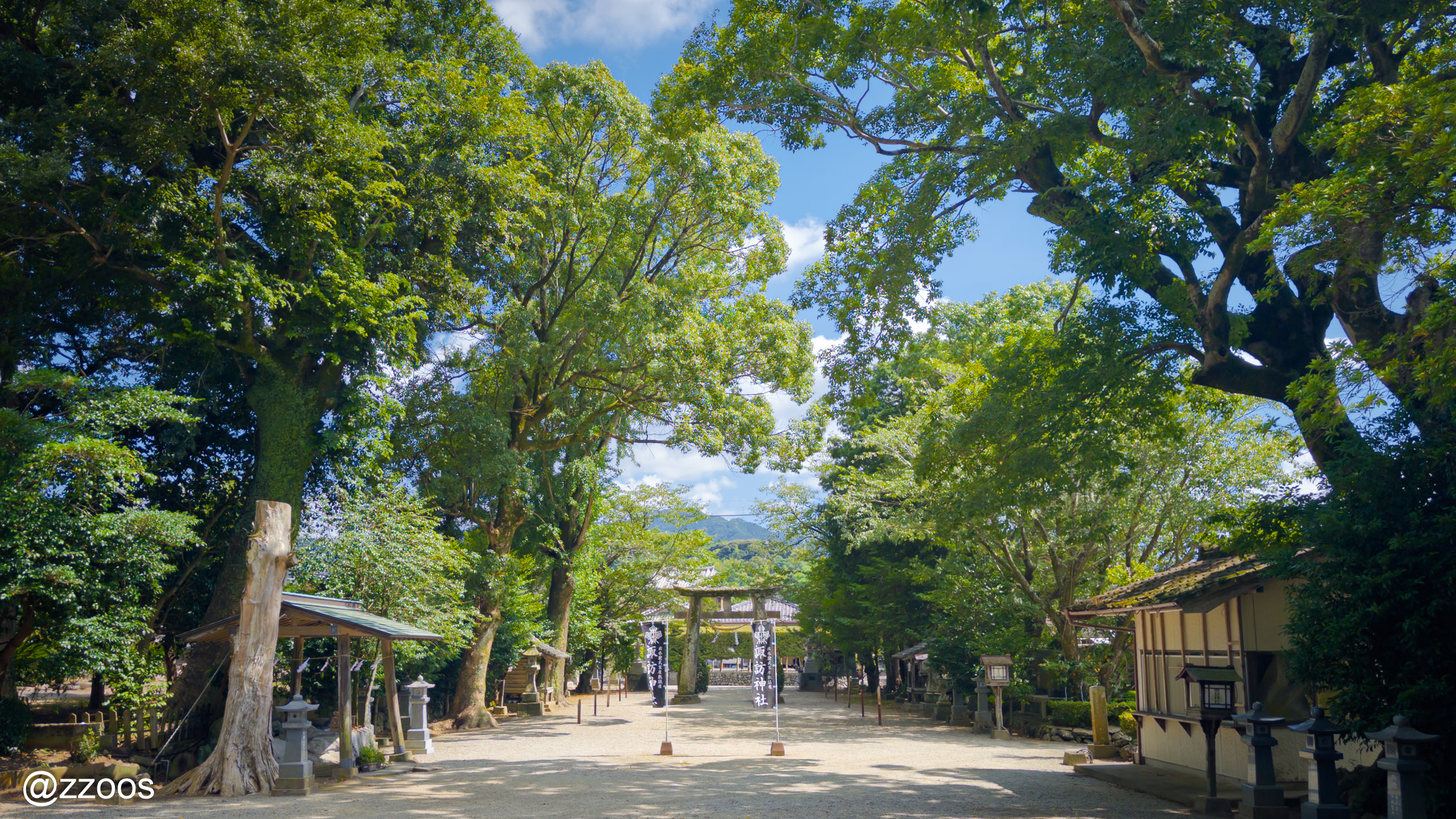 夏のみどりでいっぱいの出水の諏訪神社の境内