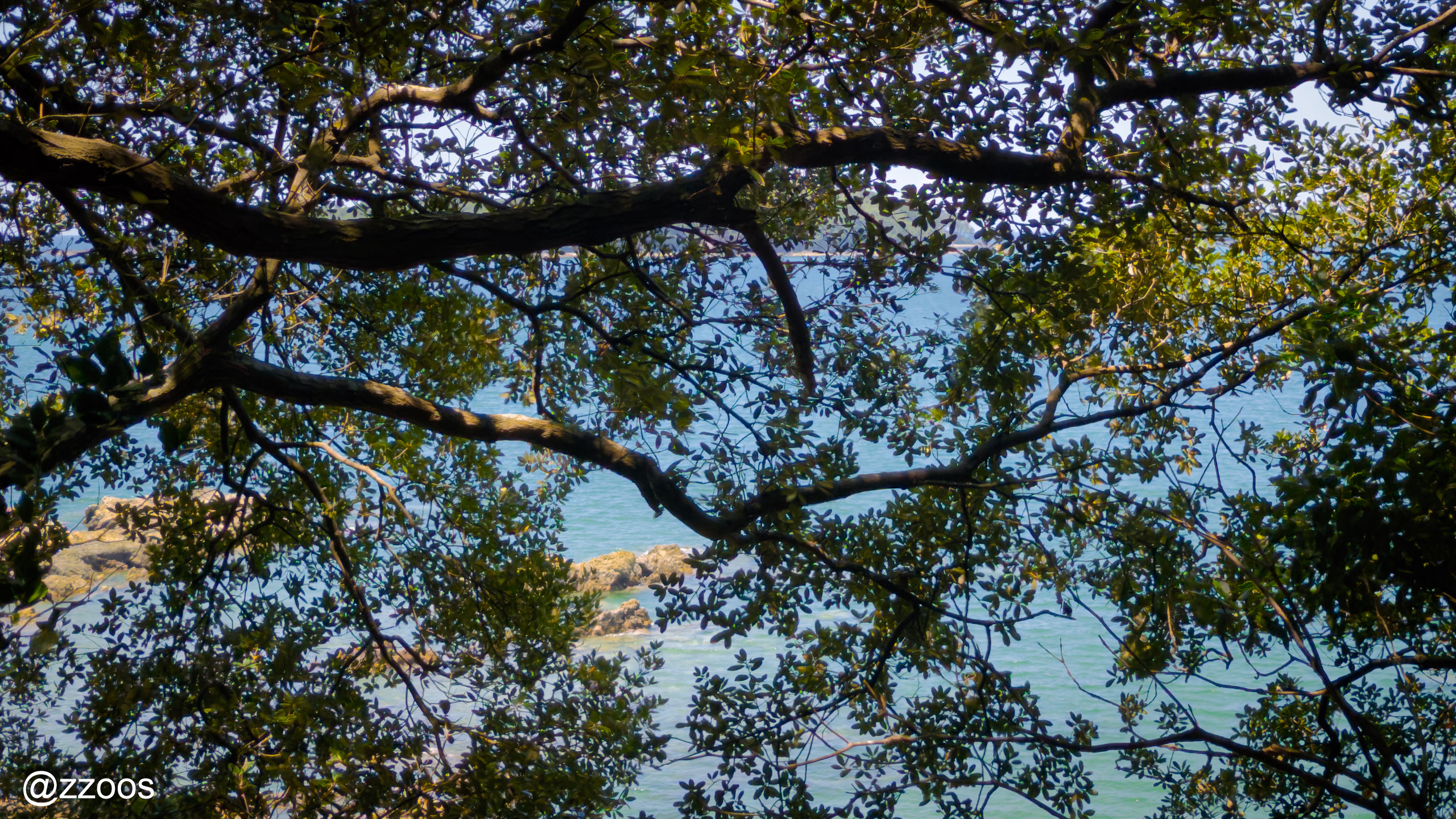 The sea in Akune seen through the trees of Tobashira Natural Park