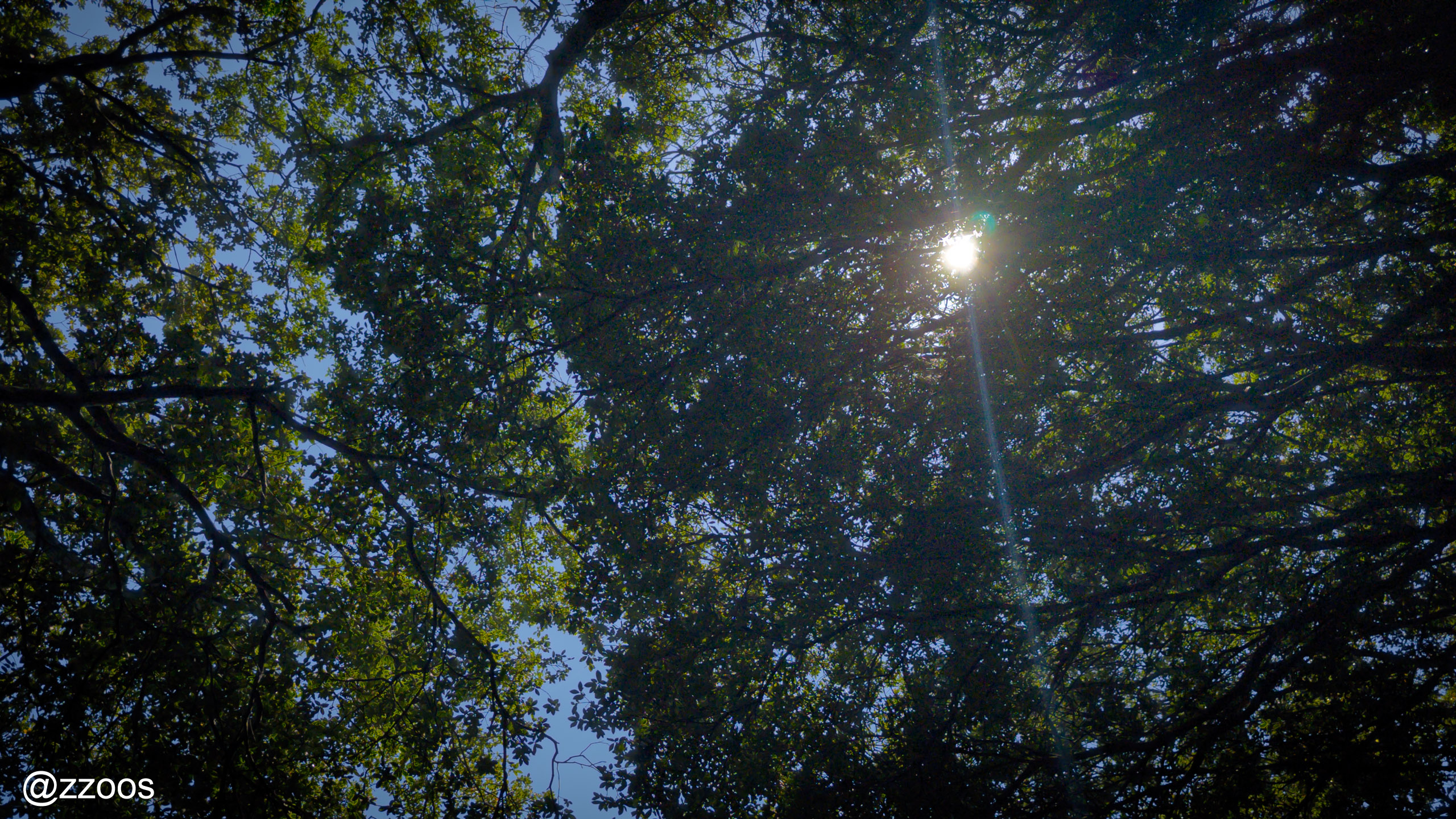 Summer sunlight falling through the leaves
