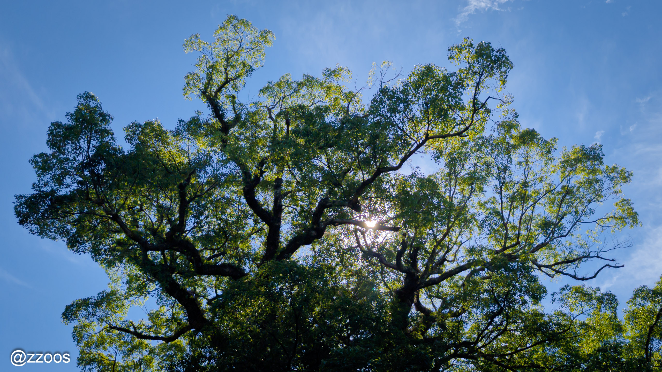 A large tree under the midsummer sun