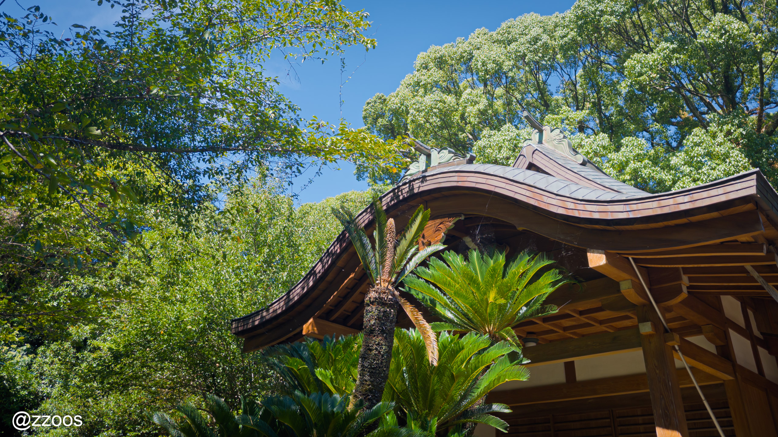 A sago palm growing in the grounds of Nitta Shrine
