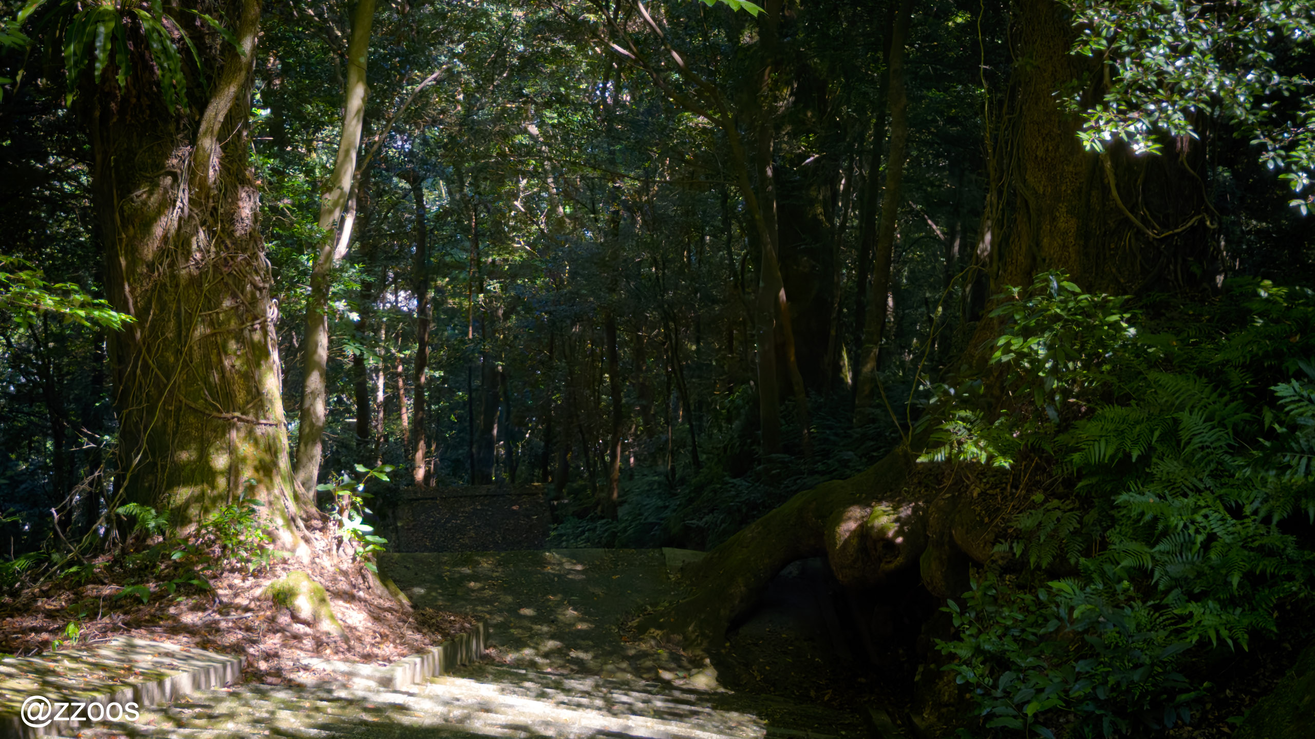 The dense forest path at the summit of Shinkizan