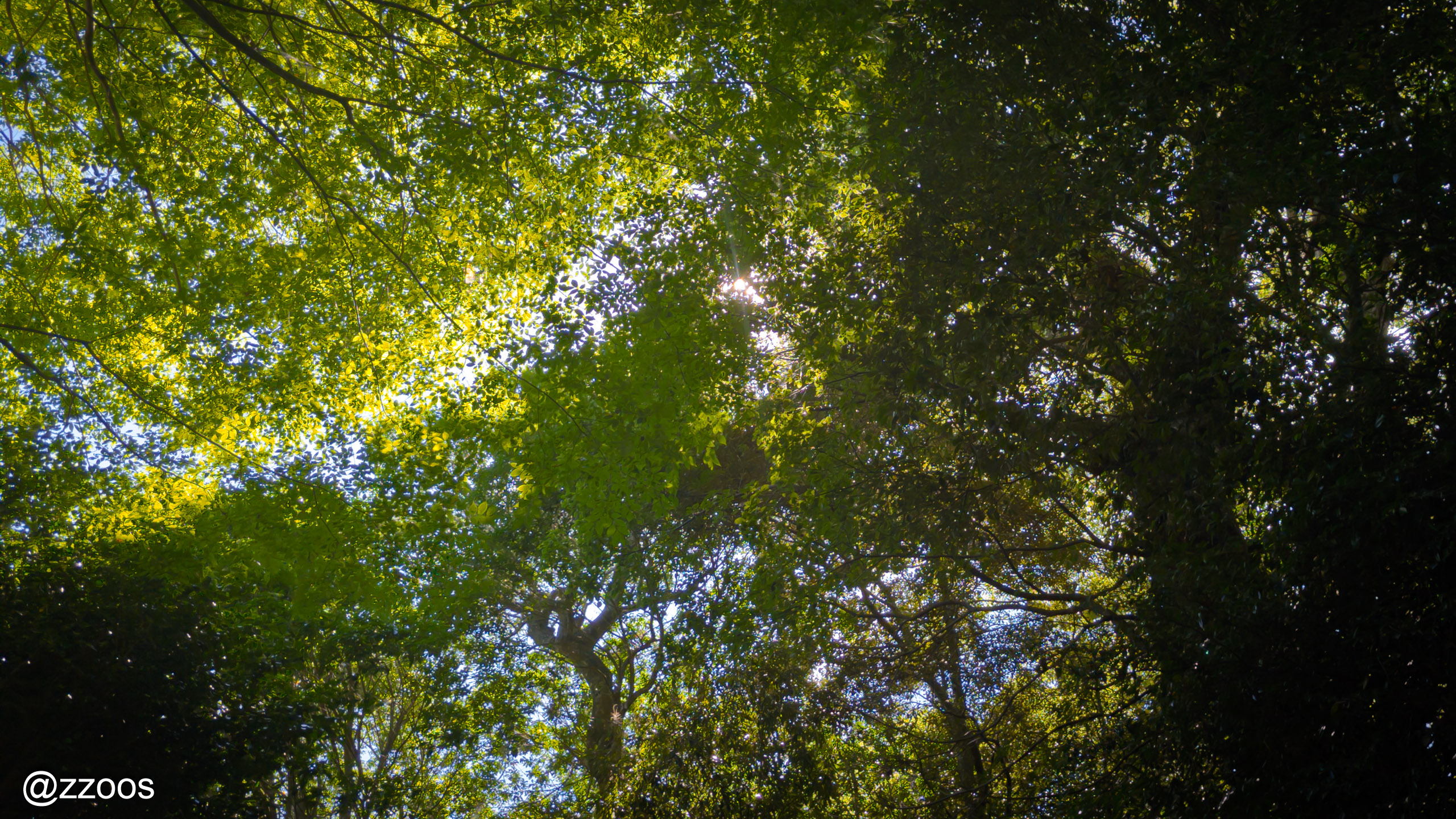 The scenery around the shrine, full of summer light and deep green