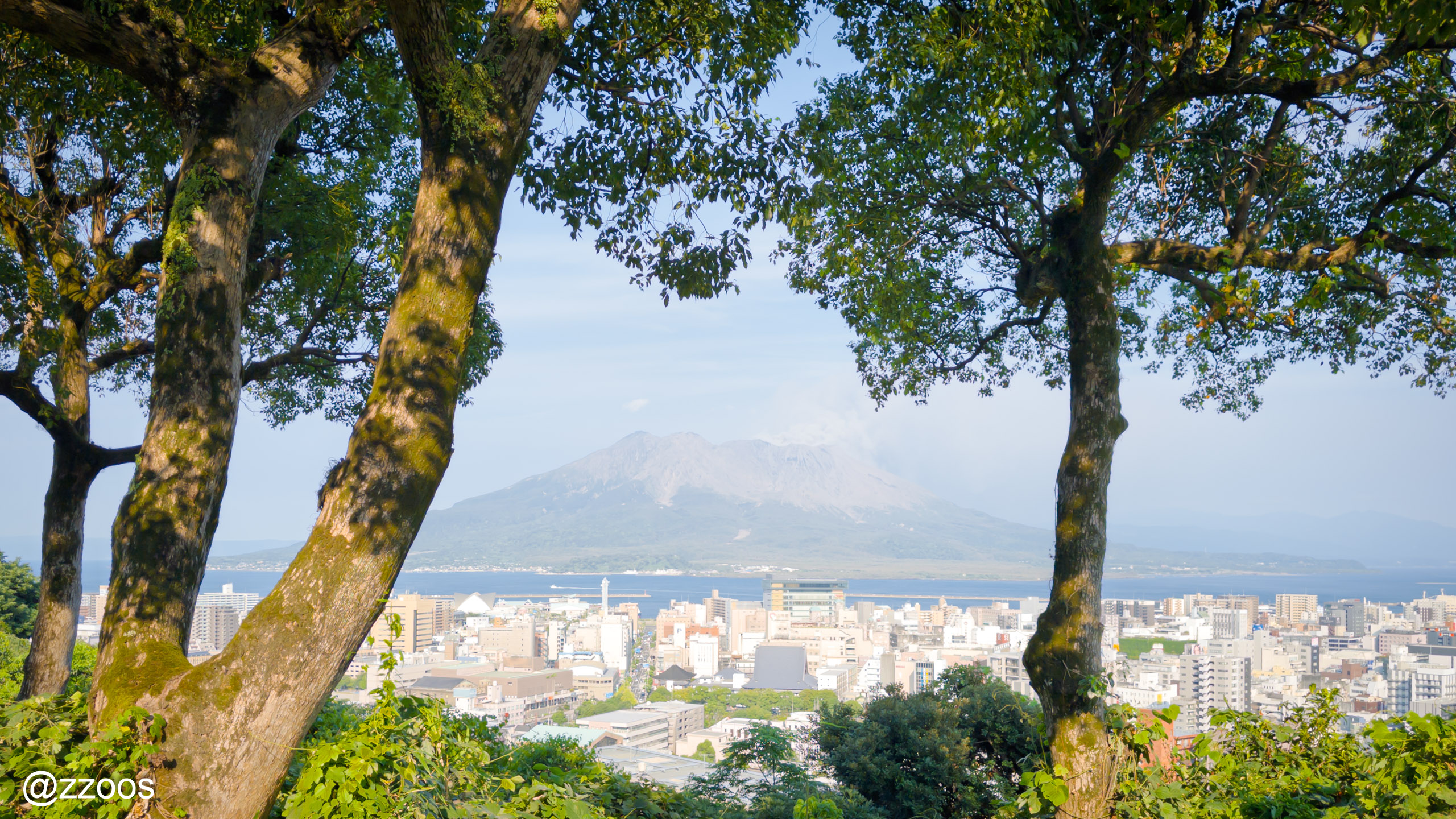 Sakurajima visible between trees