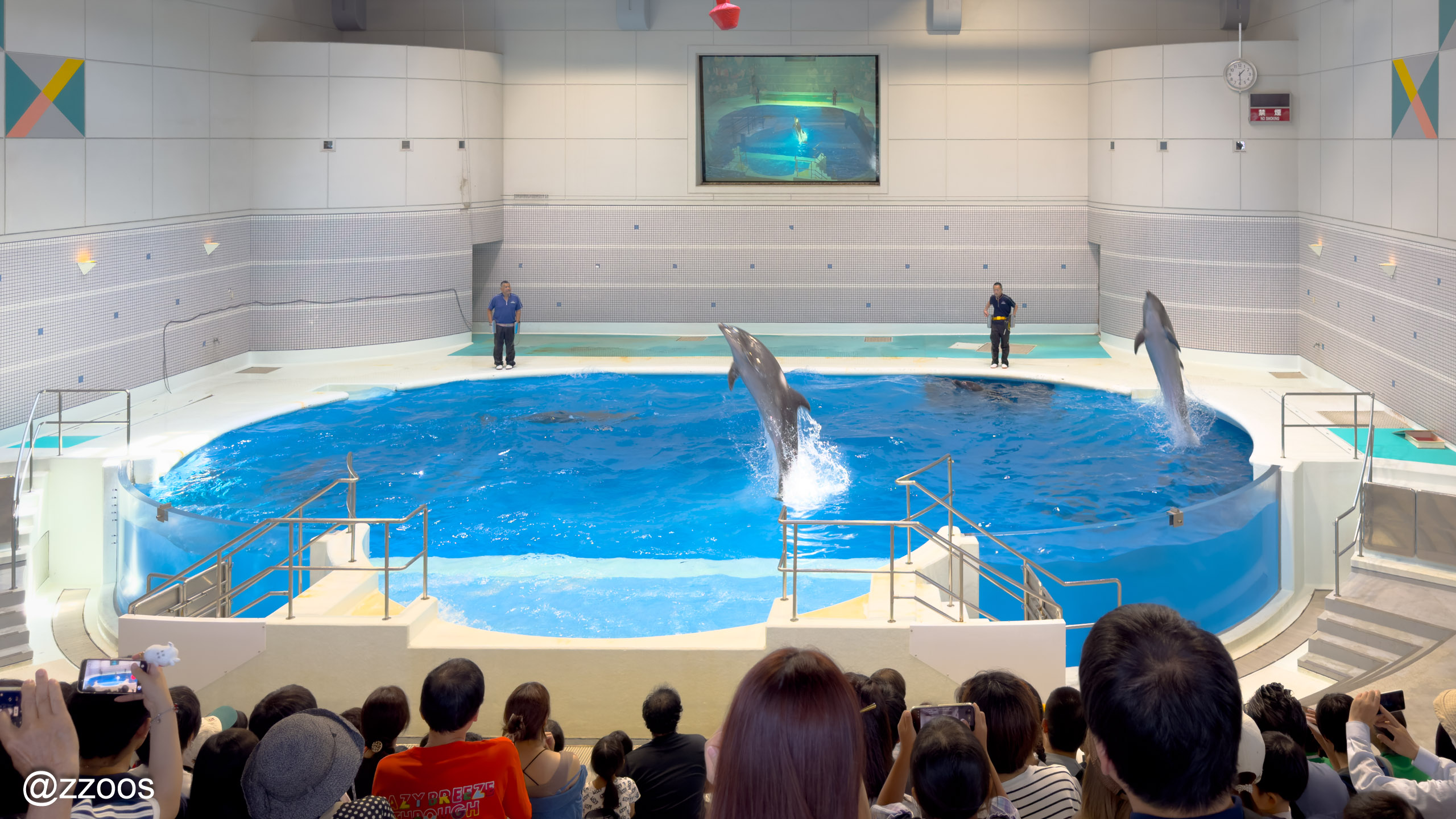 Dolphin show starting at the dolphin pool of Kagoshima City Aquarium