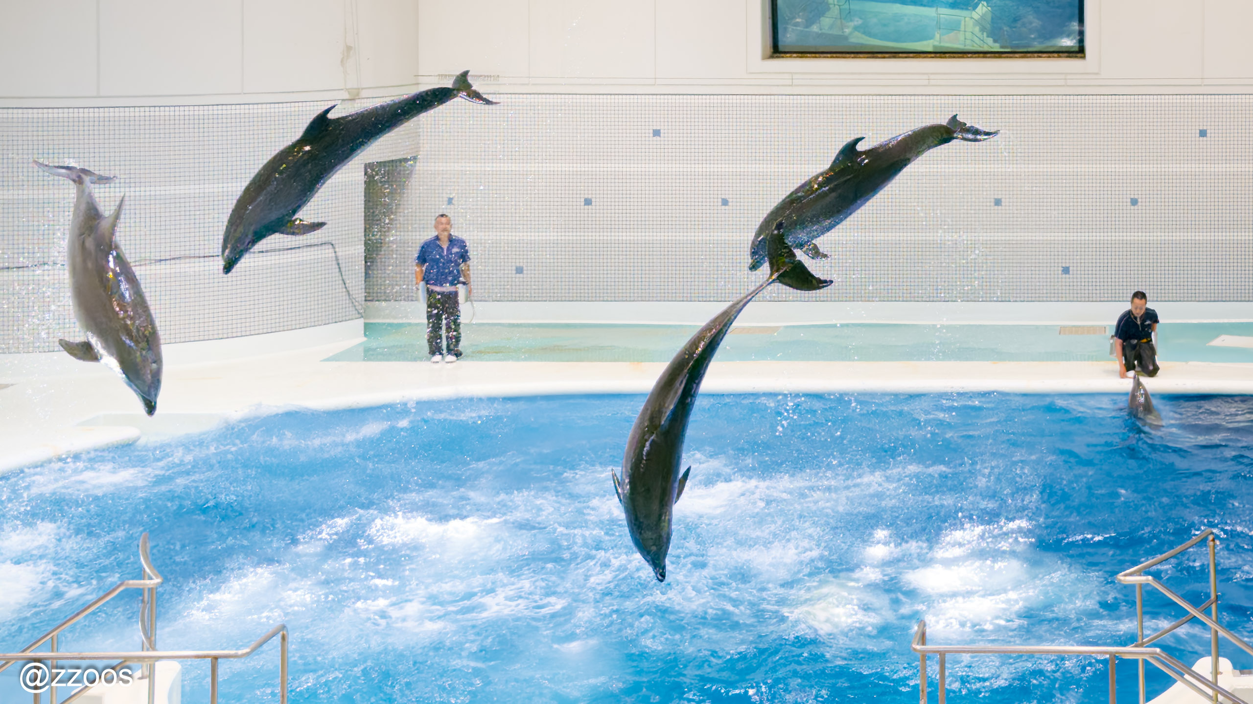 Dolphins jumping during the dolphin show at Kagoshima City Aquarium