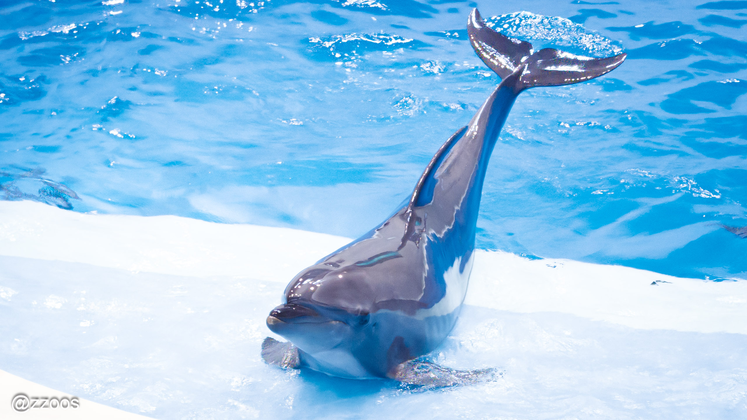 Dolphin performing on a trainer's signal