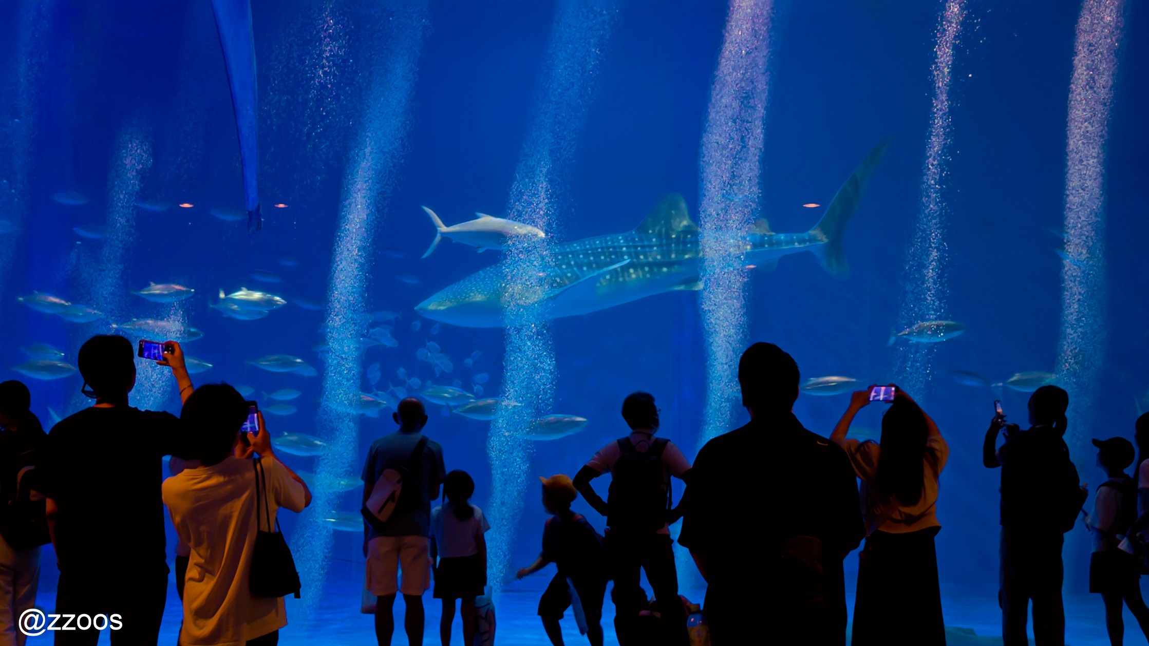 Whale shark swimming in the Gigantic Kuroshio Fish Tank at Kagoshima City Aquarium