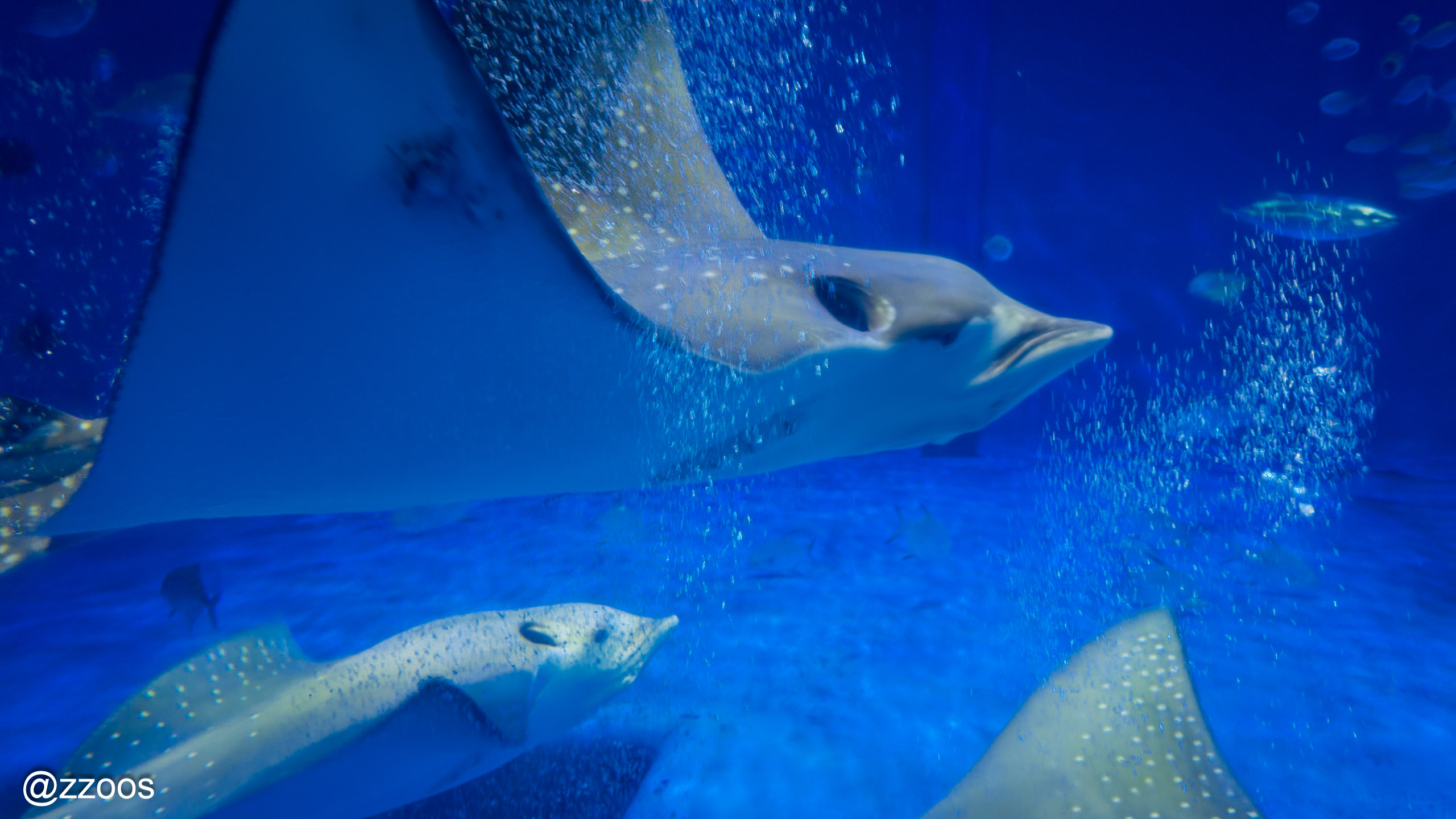 Large rays swimming in the Kuroshio tank