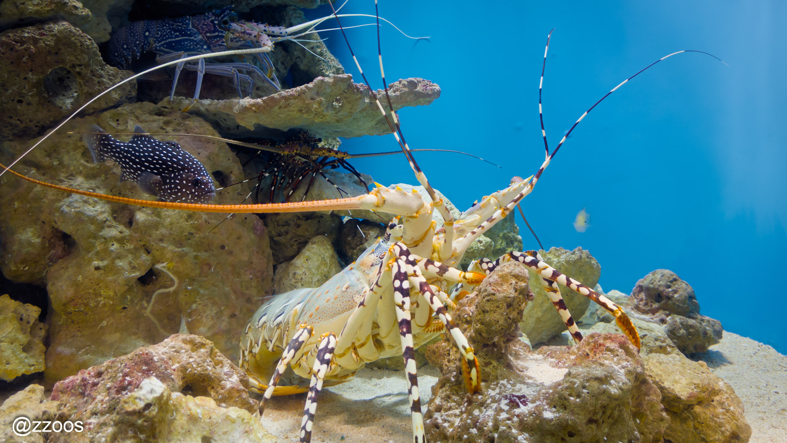 Large shrimp in a tank at Kagoshima City Aquarium