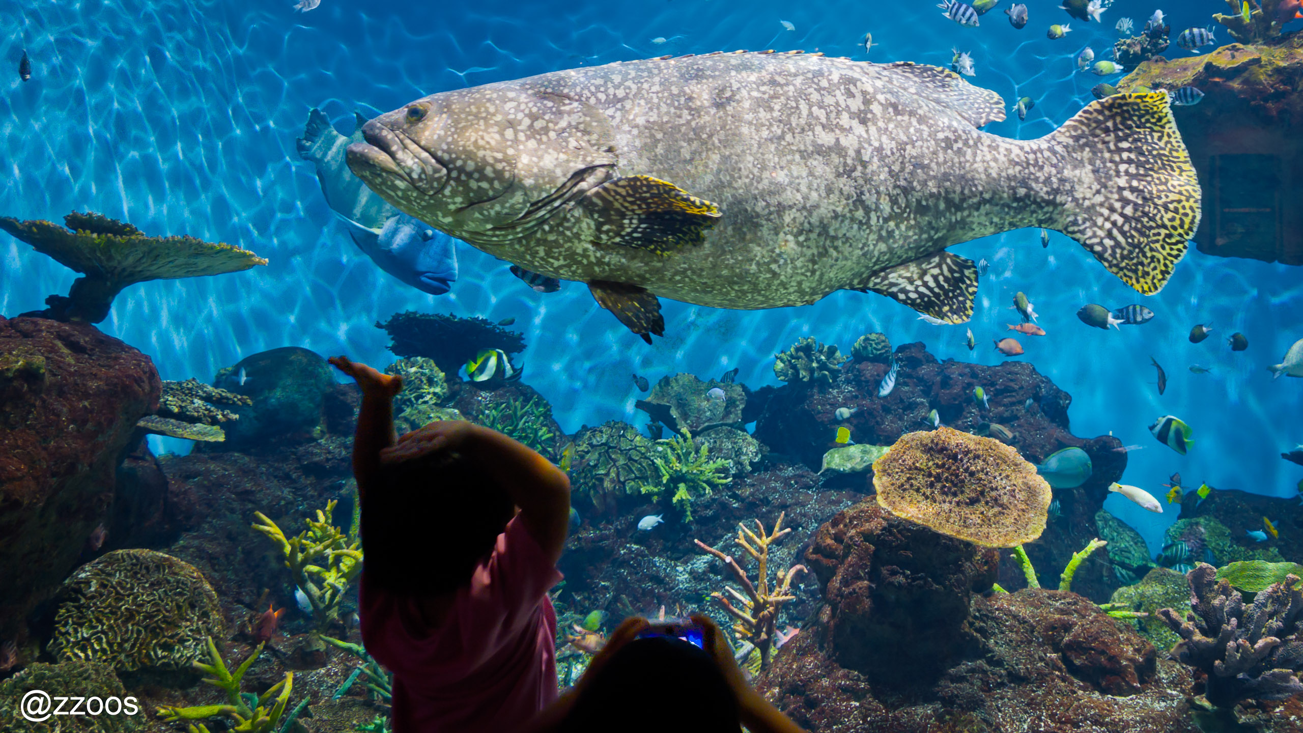 Children looking at a giant grouper in a tank