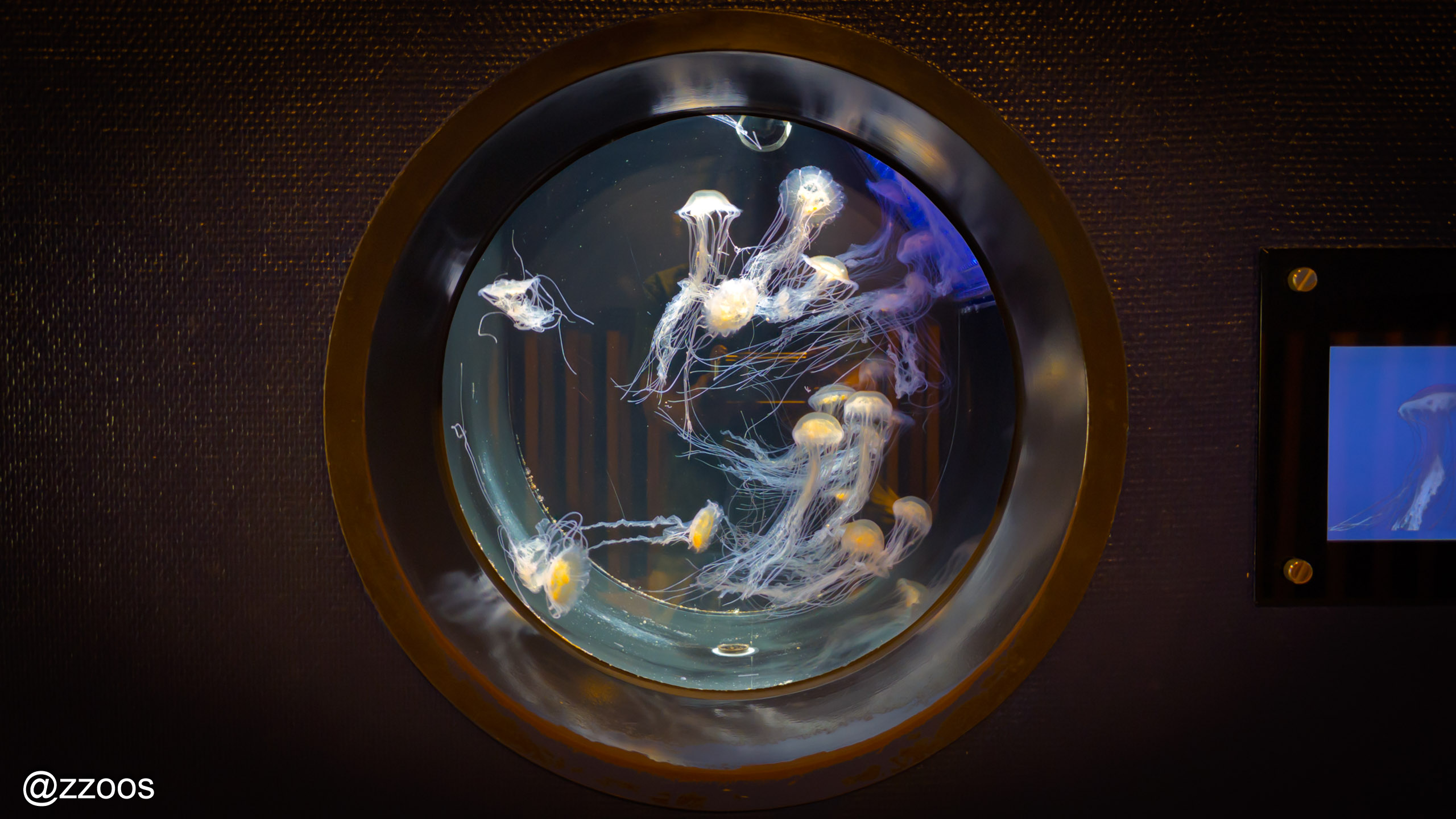 Jellyfish exhibit area at Kagoshima City Aquarium