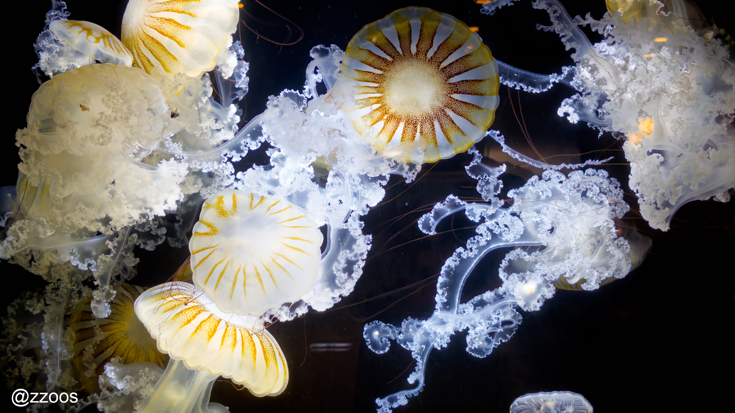 Jellyfish in a tank at Kagoshima City Aquarium