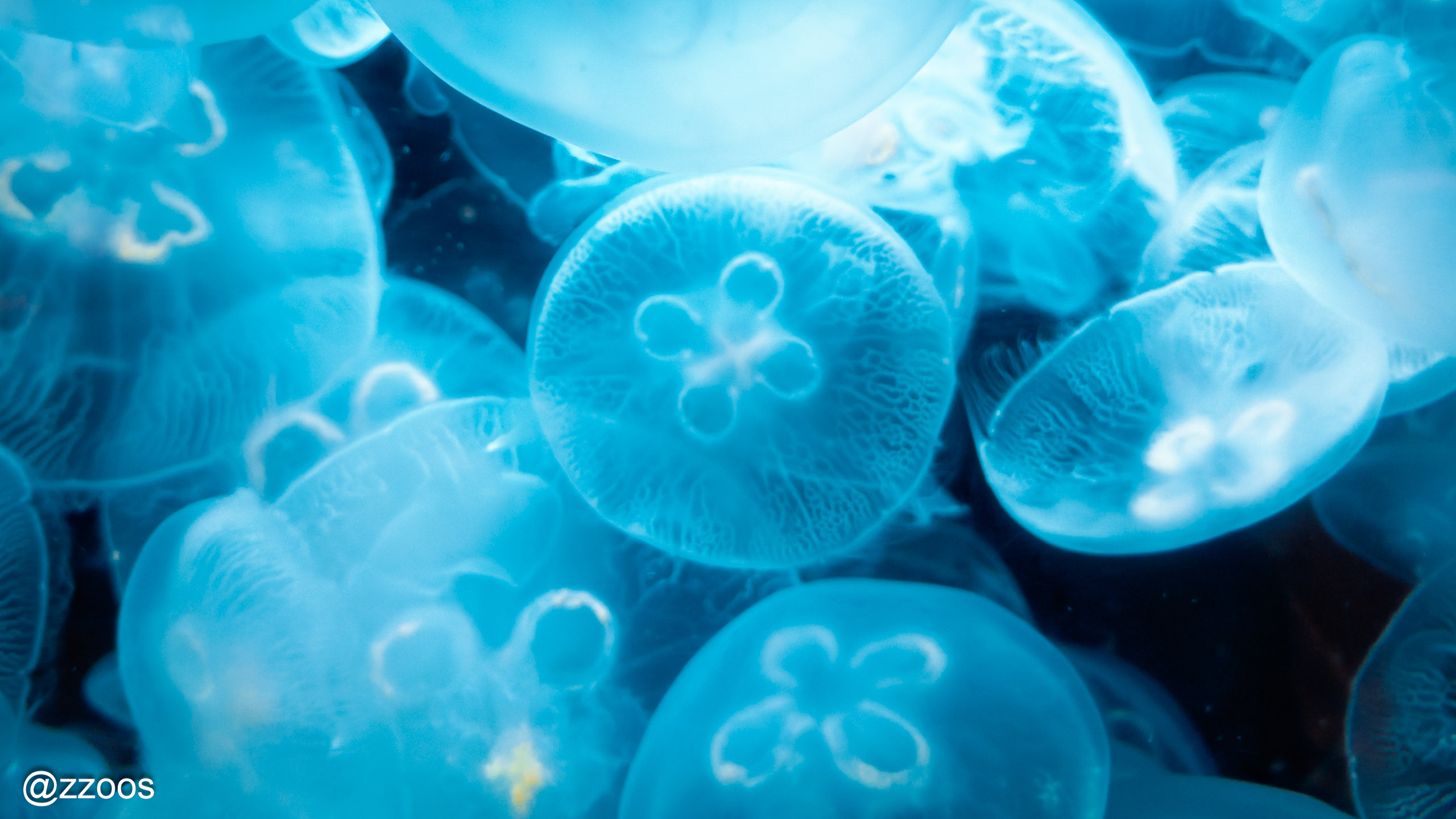 Jellyfish in a tank at Kagoshima City Aquarium