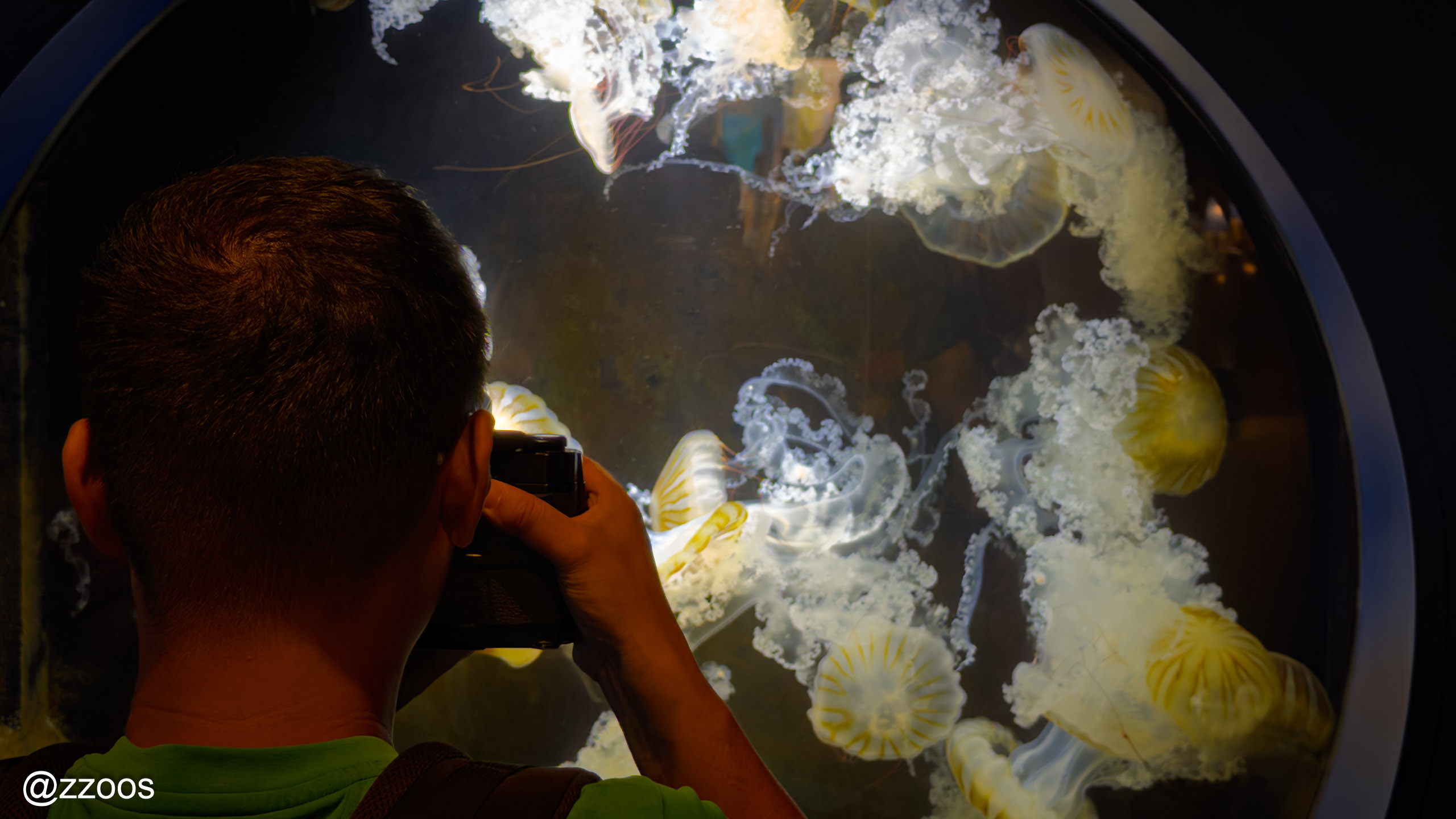 Visitors taking photos in front of a jellyfish tank